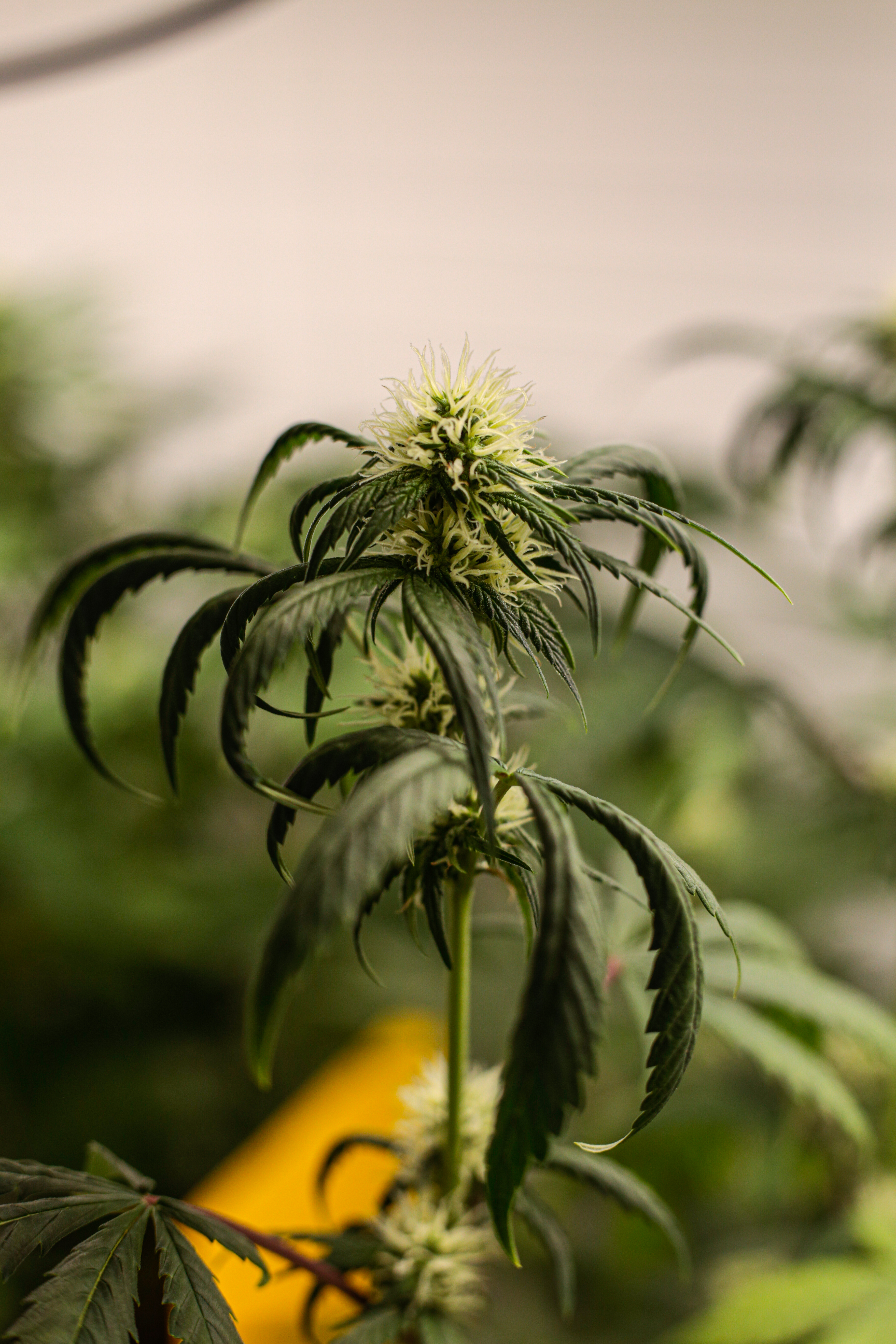 ¿Qué tipo de marihuana es la ZaZa?