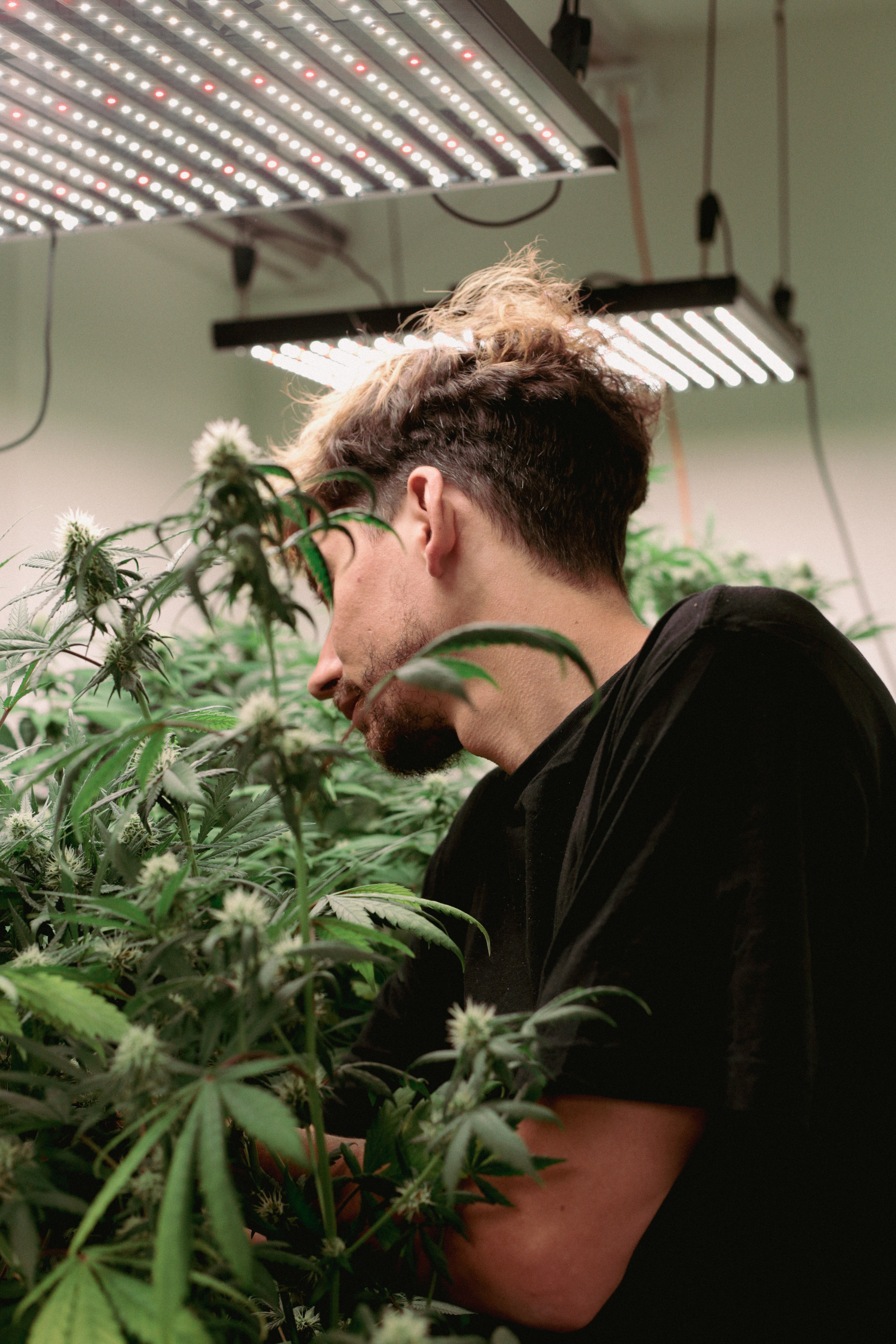 ¿Qué efectos tiene el consumo de marihuana en los niveles hormonales generales?