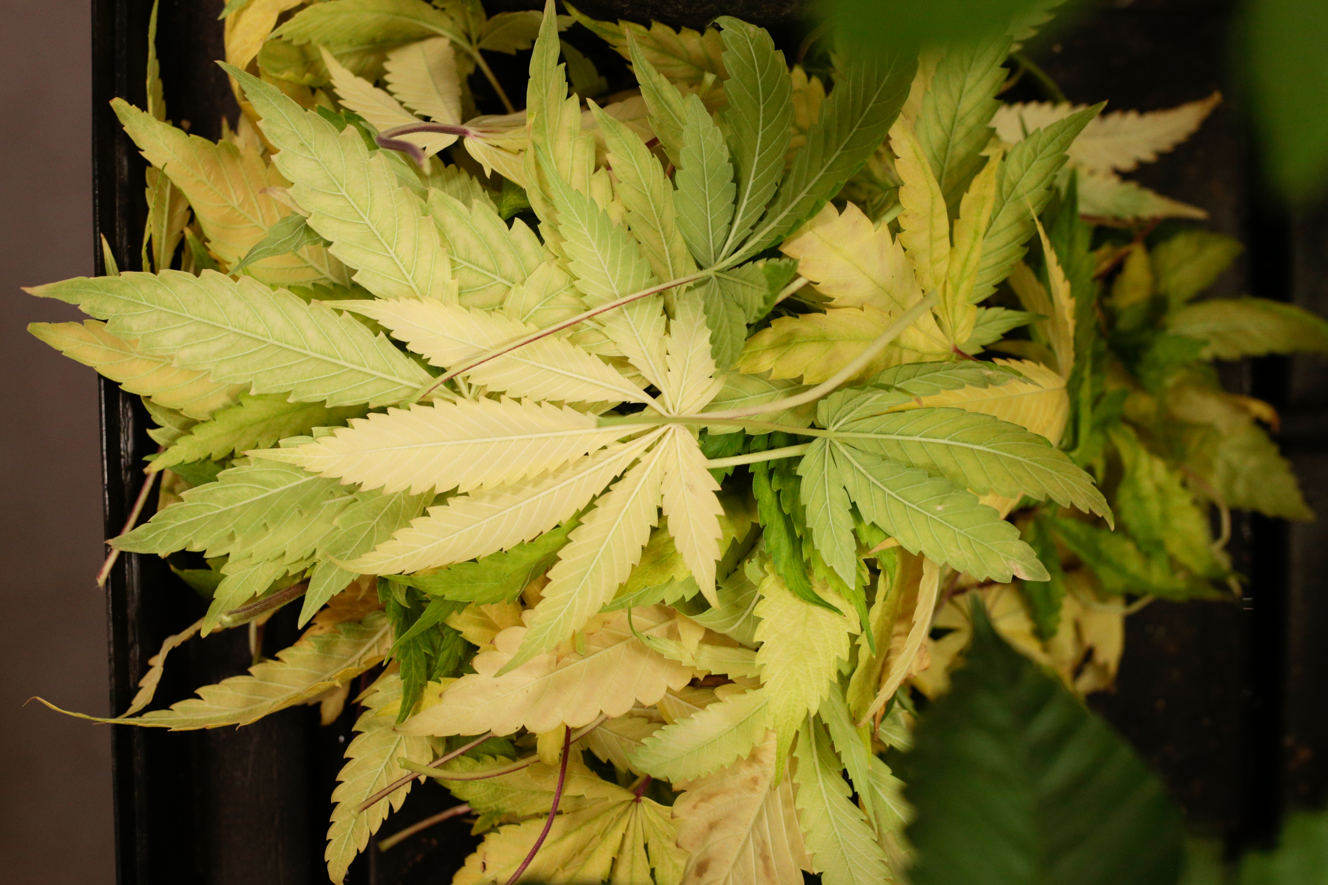 ¿Cómo identificar las carencias más comúnes de las plantas de cannabis?
