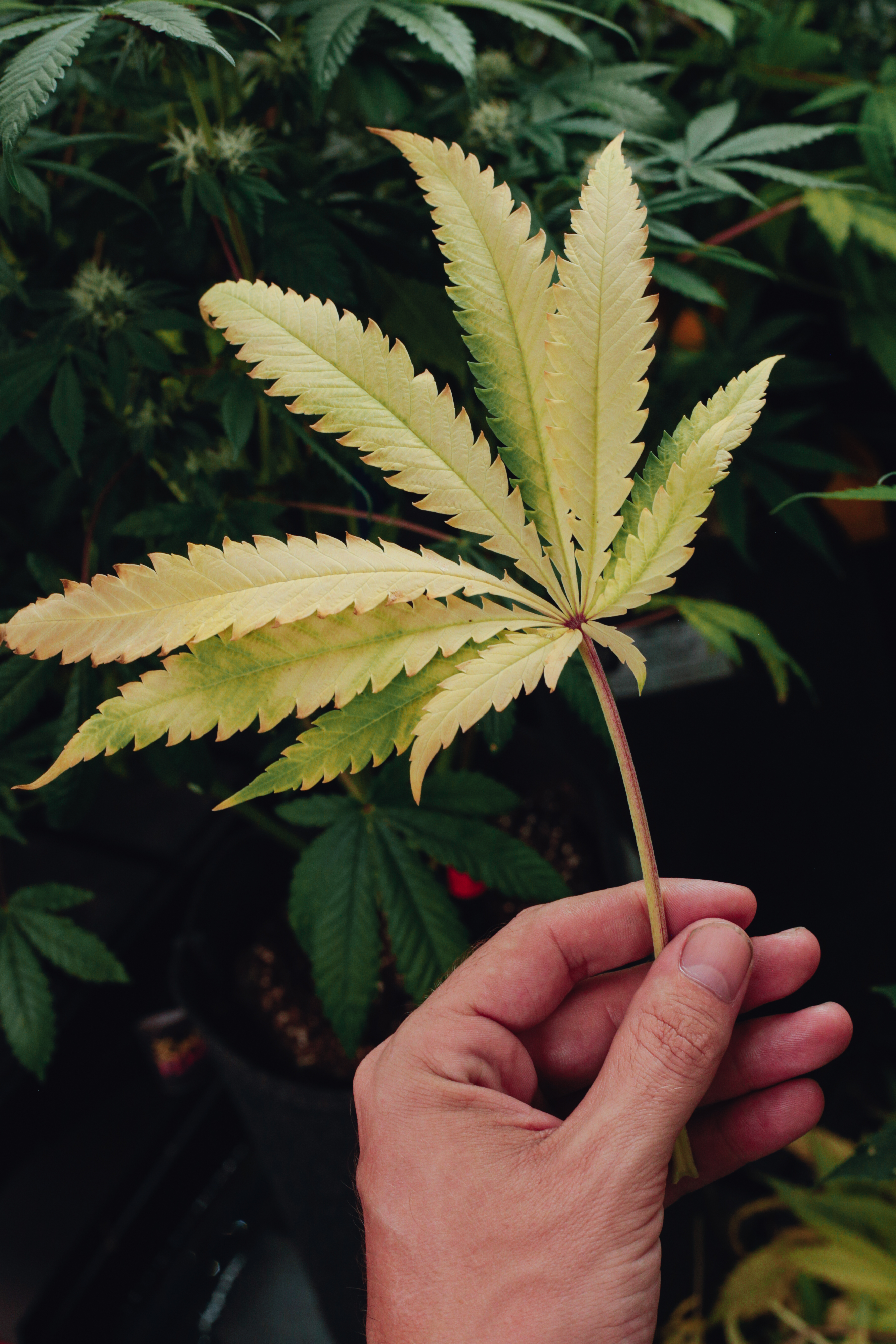 ¿Cómo combatir plagas en plantas de marihuana?