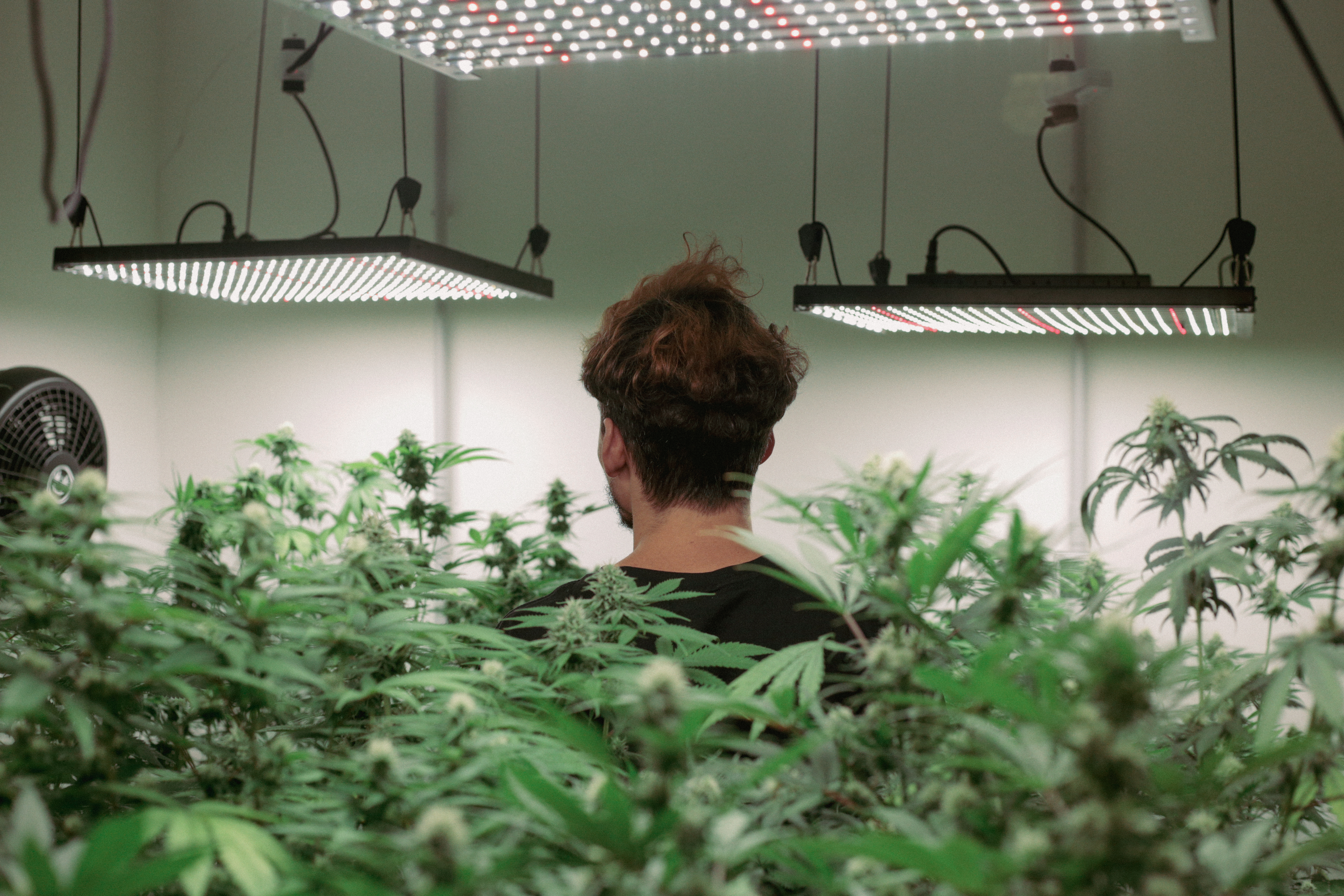 Consejos para cuidar tus plantas de marihuana en indoor durante el invierno