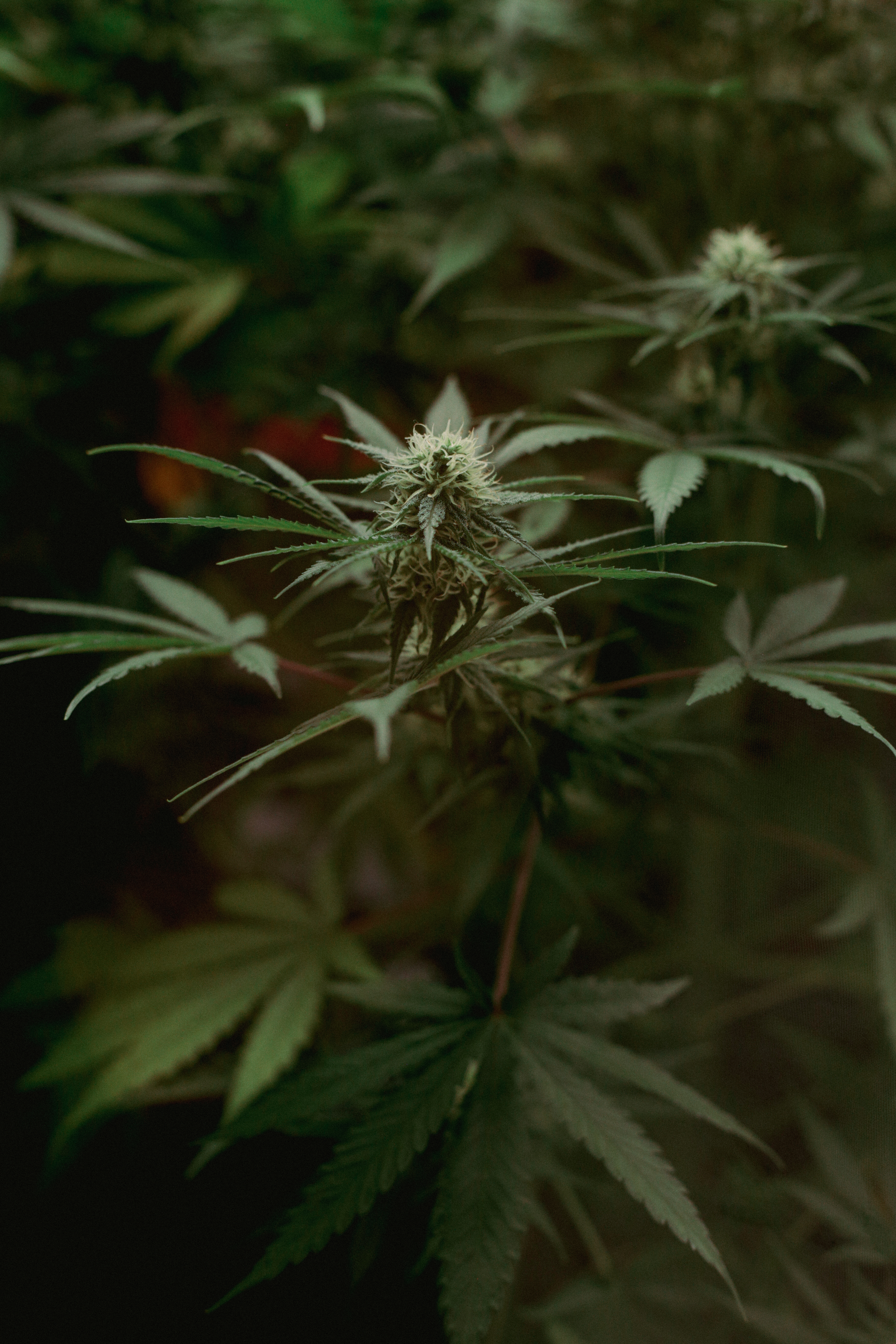 ¿Qué es el kush?