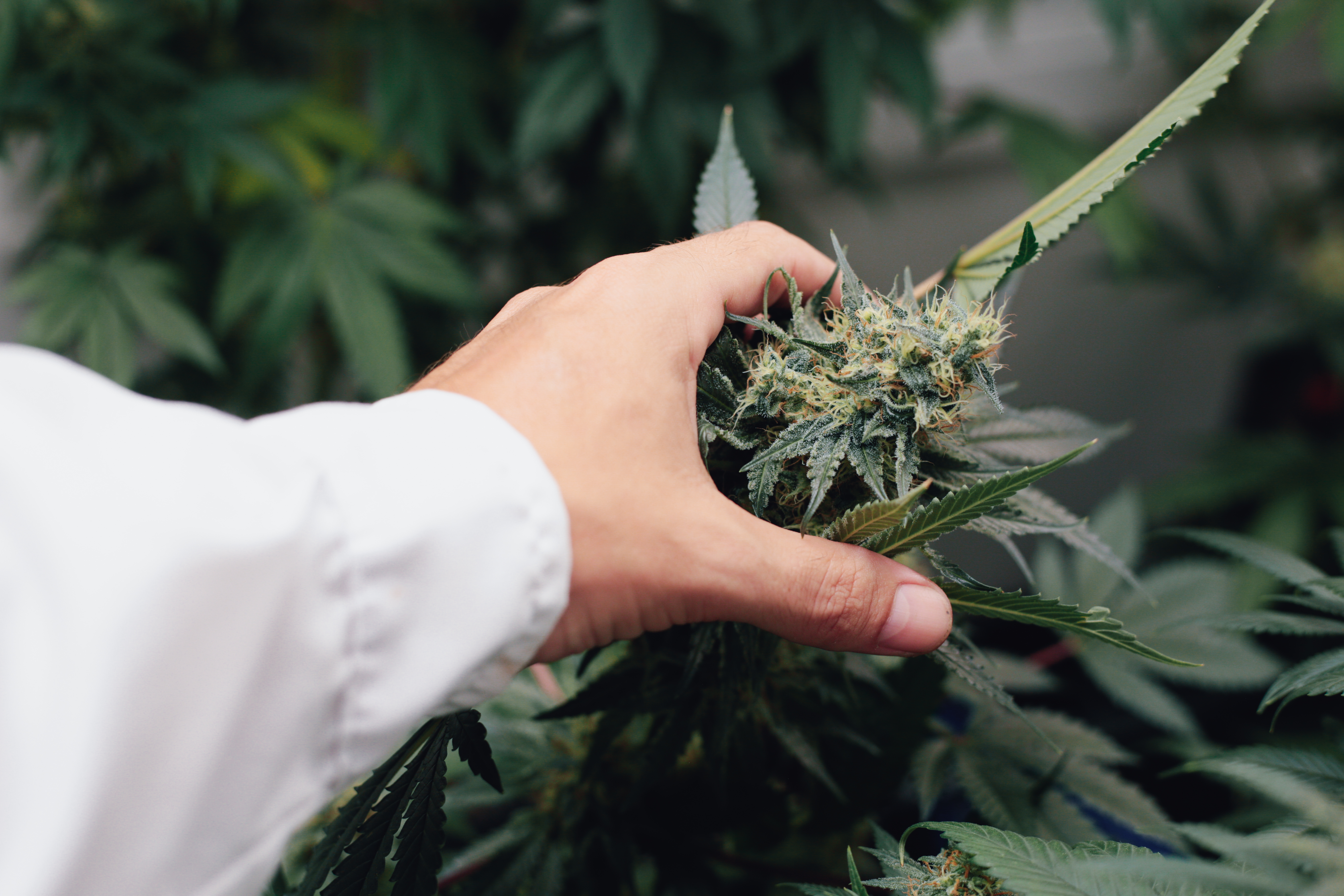 ¿Qué hace la sativa en el cuerpo?