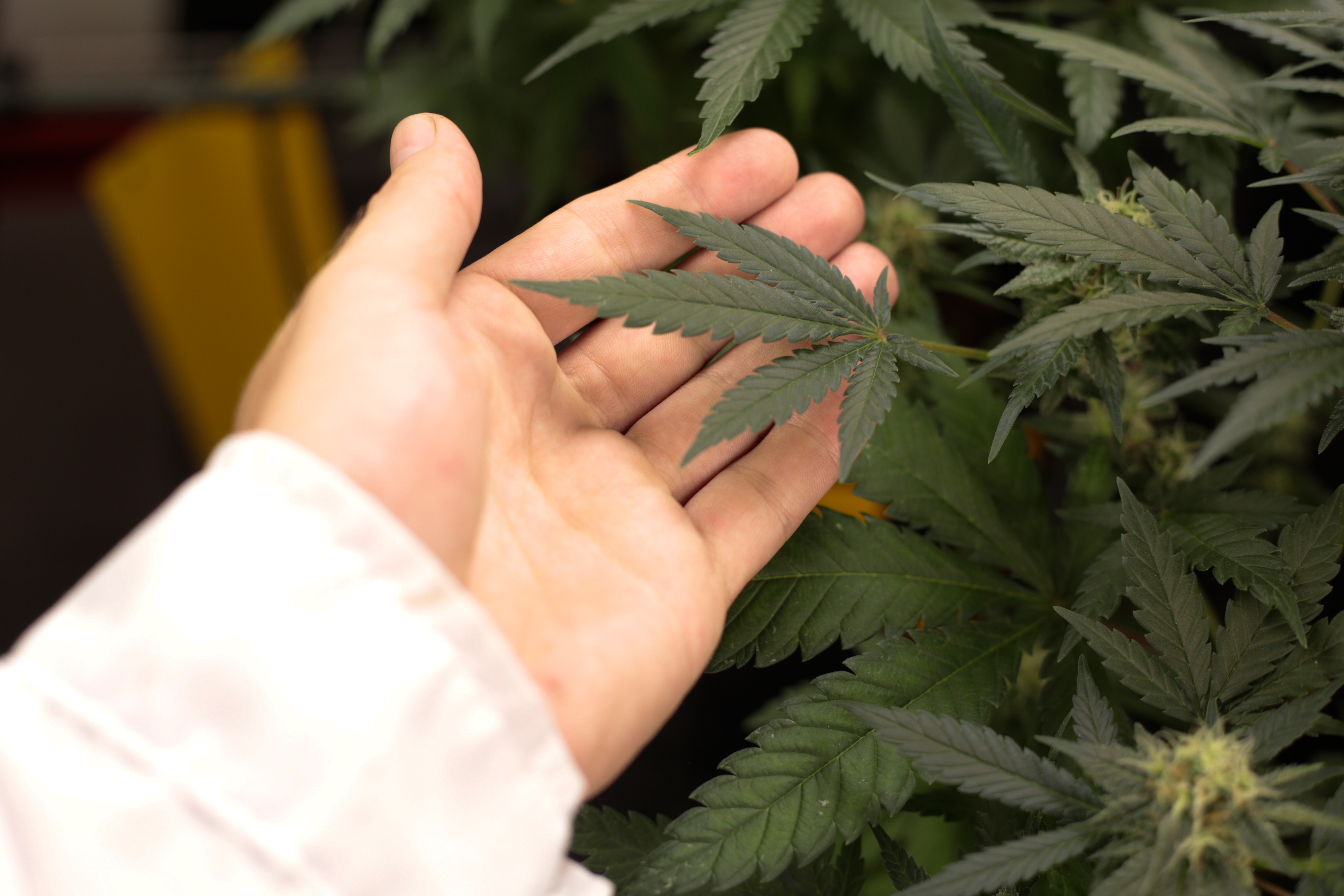 ¿Cómo actúa el cannabis en el dolor?