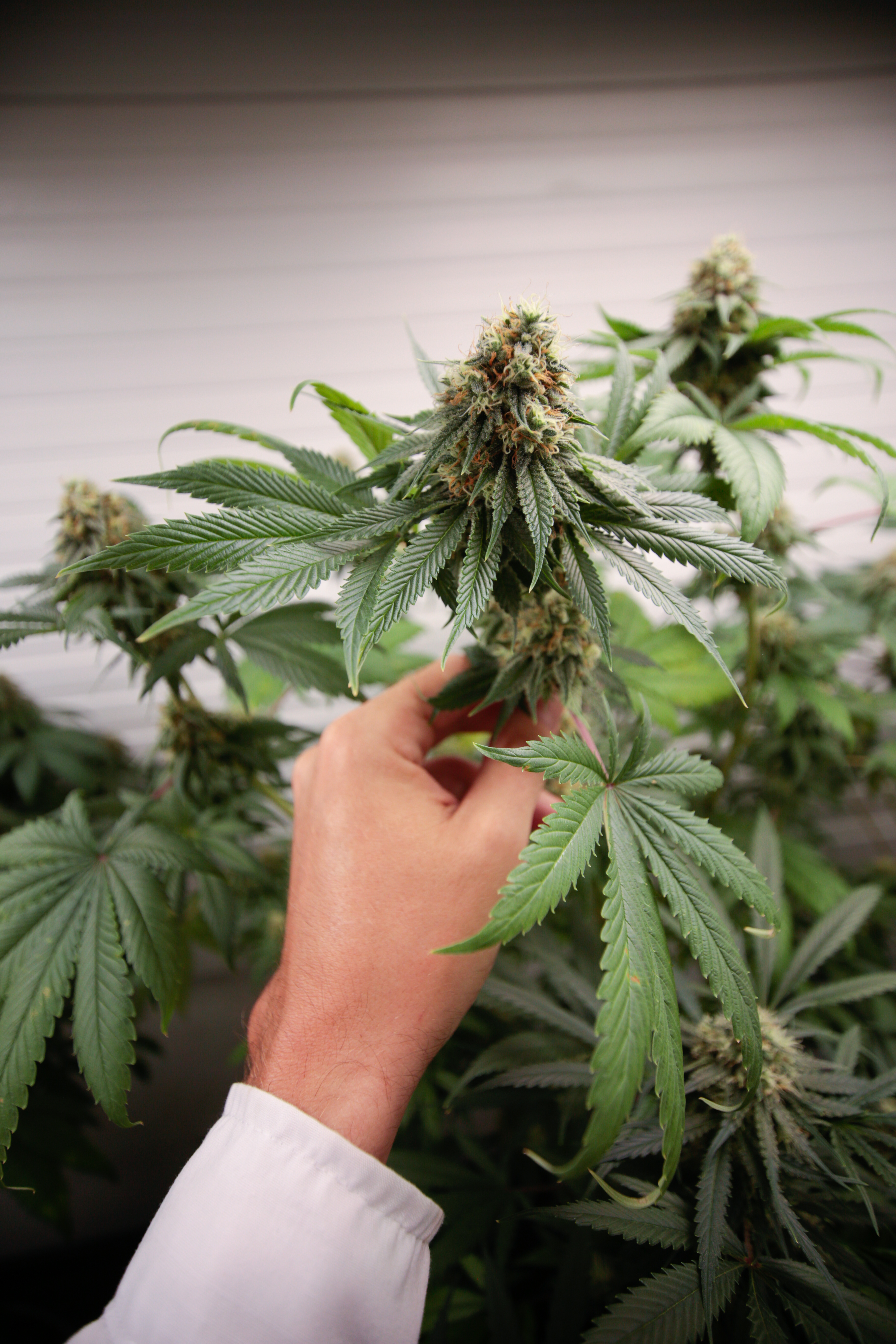 ¿Qué son los terpenos de marihuana?