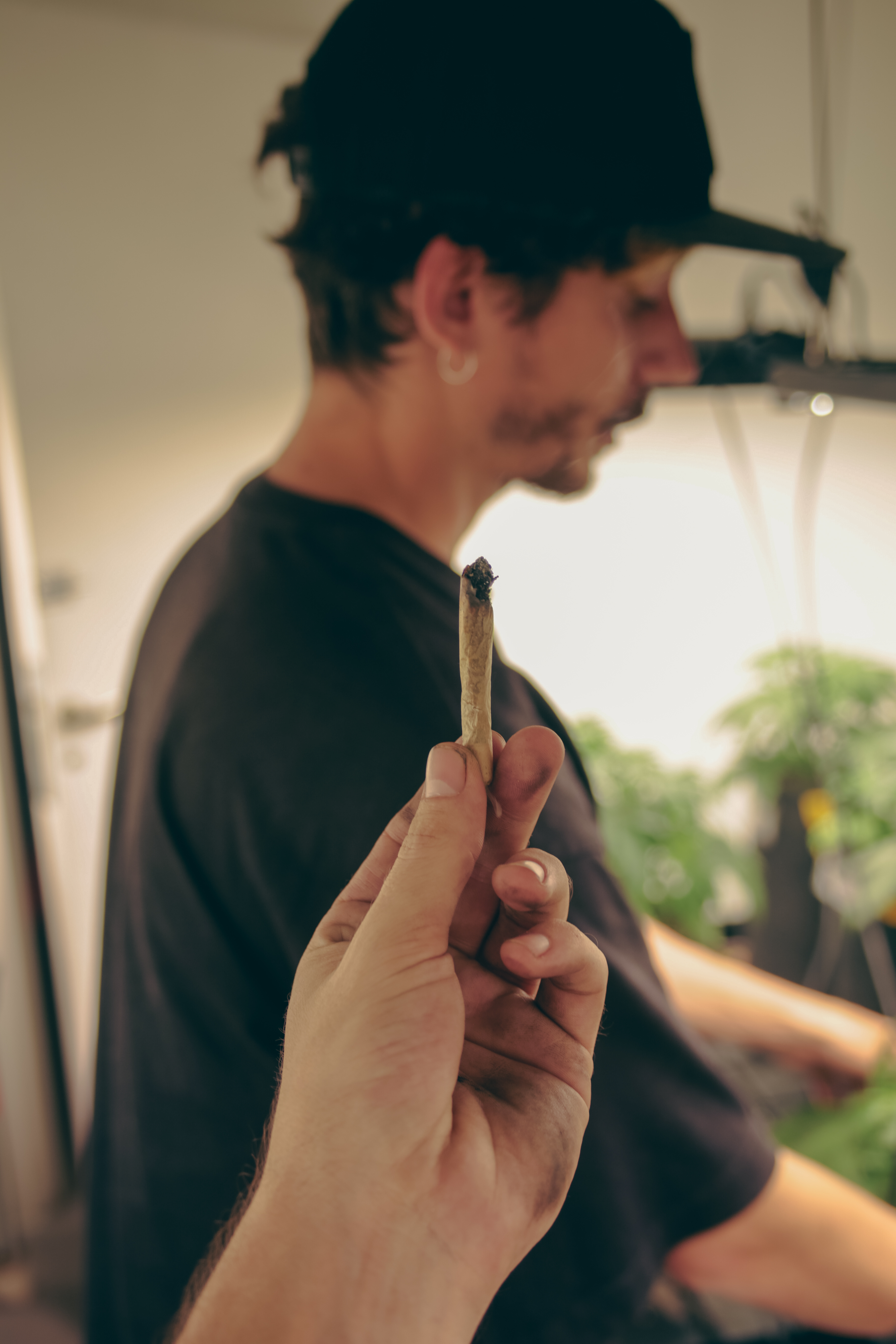 Pros y contras de consumir marihuana prensada