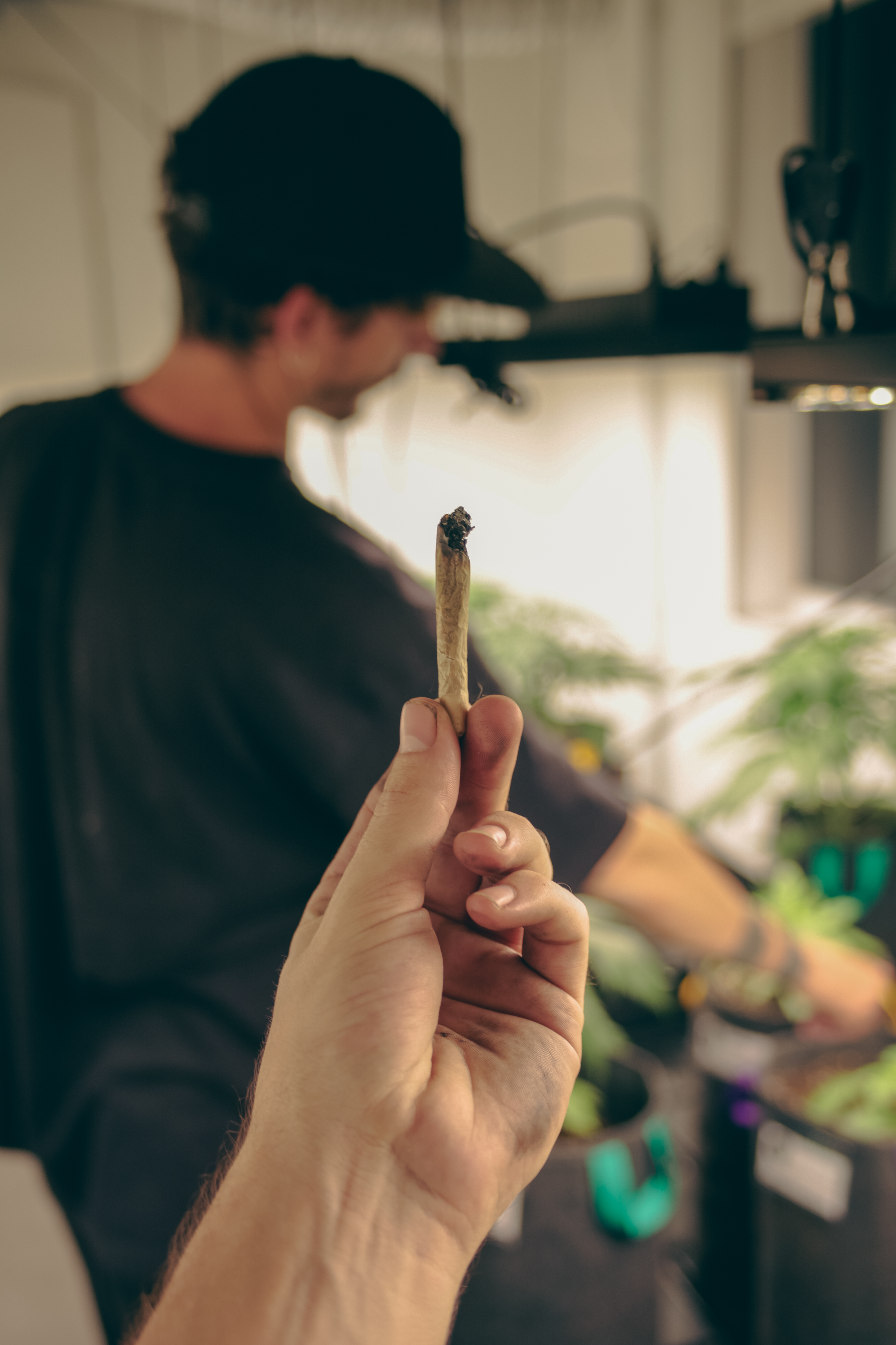 Cosas que no sabias sobre la marihuana.