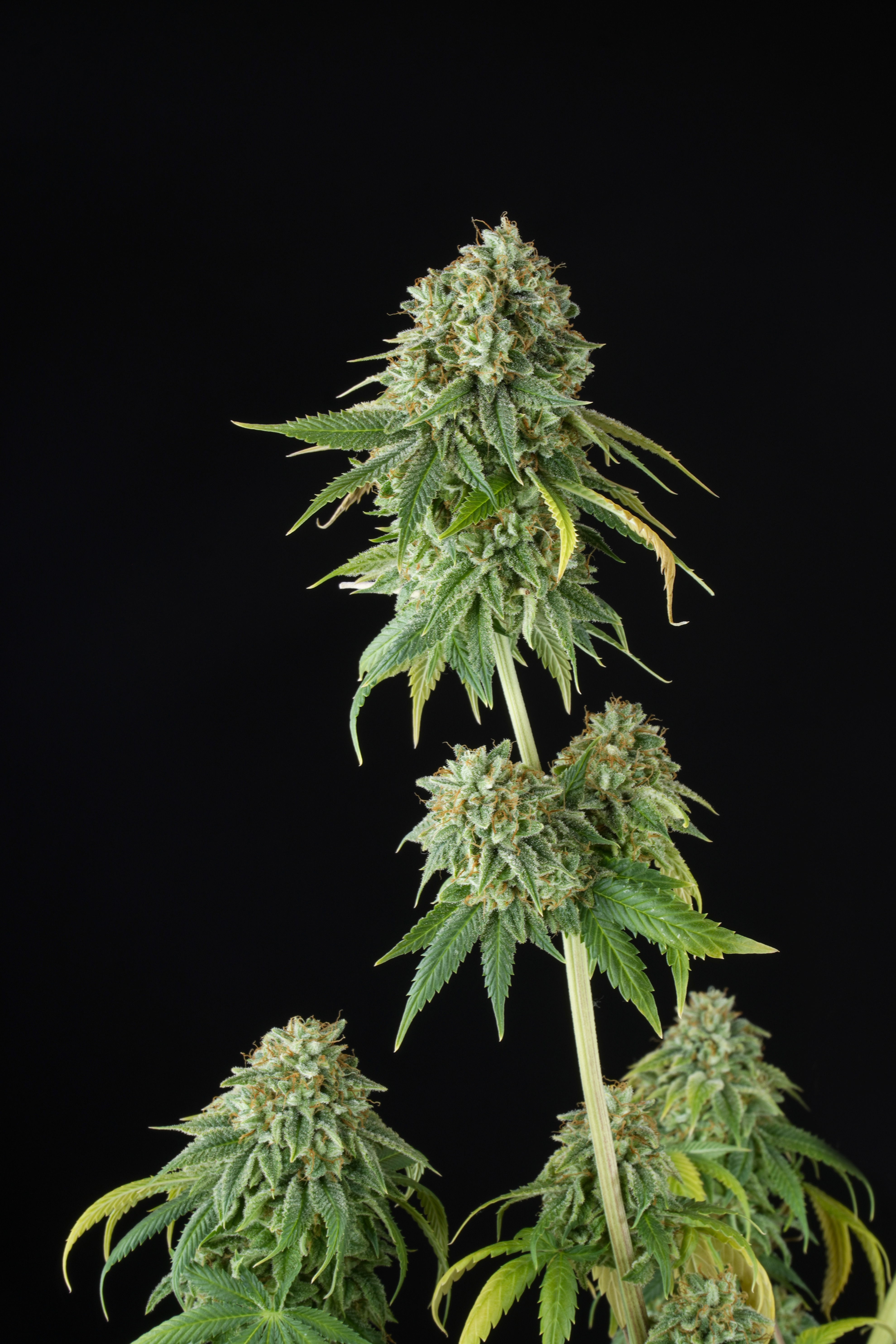 ¿Porqué es importante no consumir marihuana con el estómago vacío?
