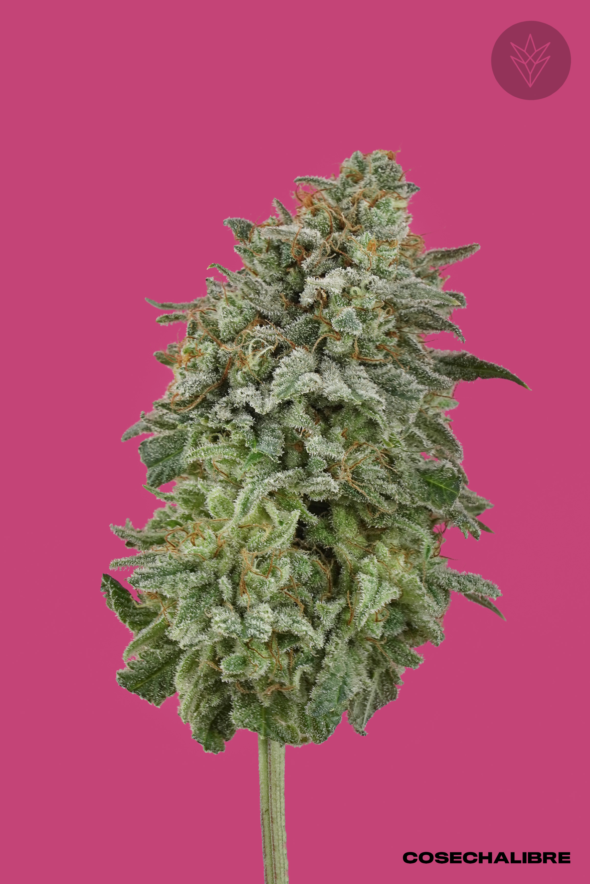 ¿Cuánto tarda en crecer una planta de marihuana?