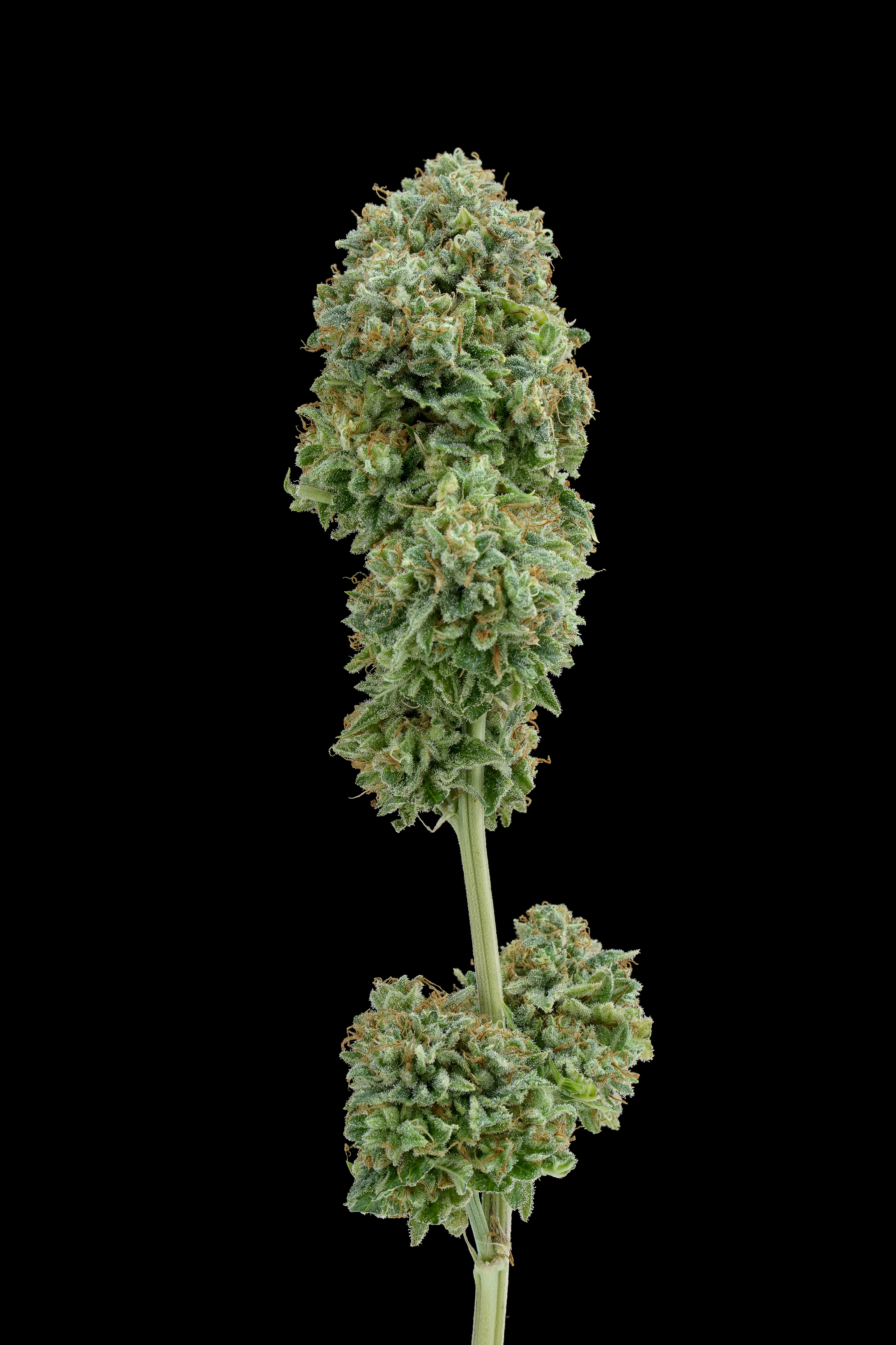 ¿Qué es Lebron Haze?