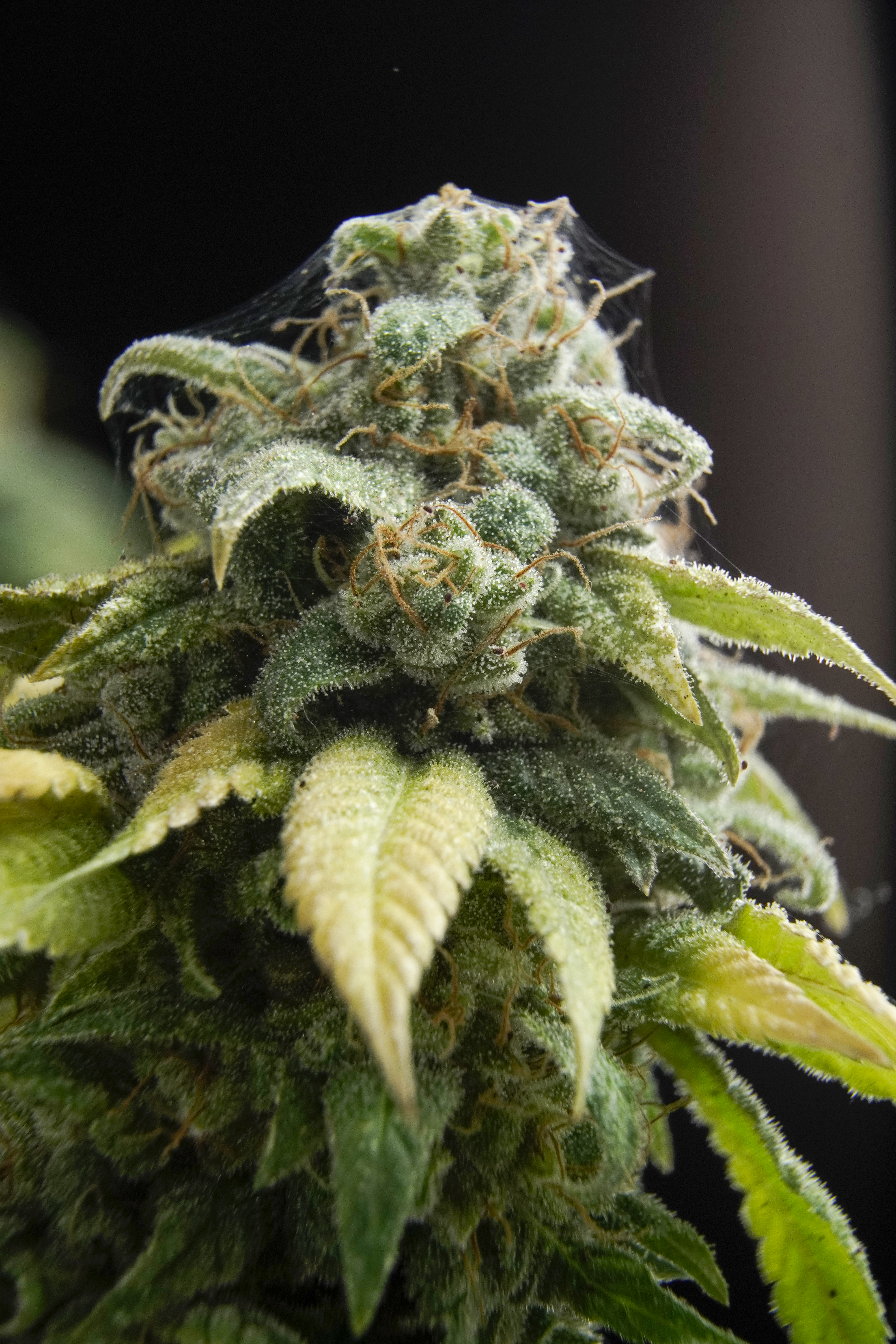 ¿Cómo es la araña de la marihuana?
