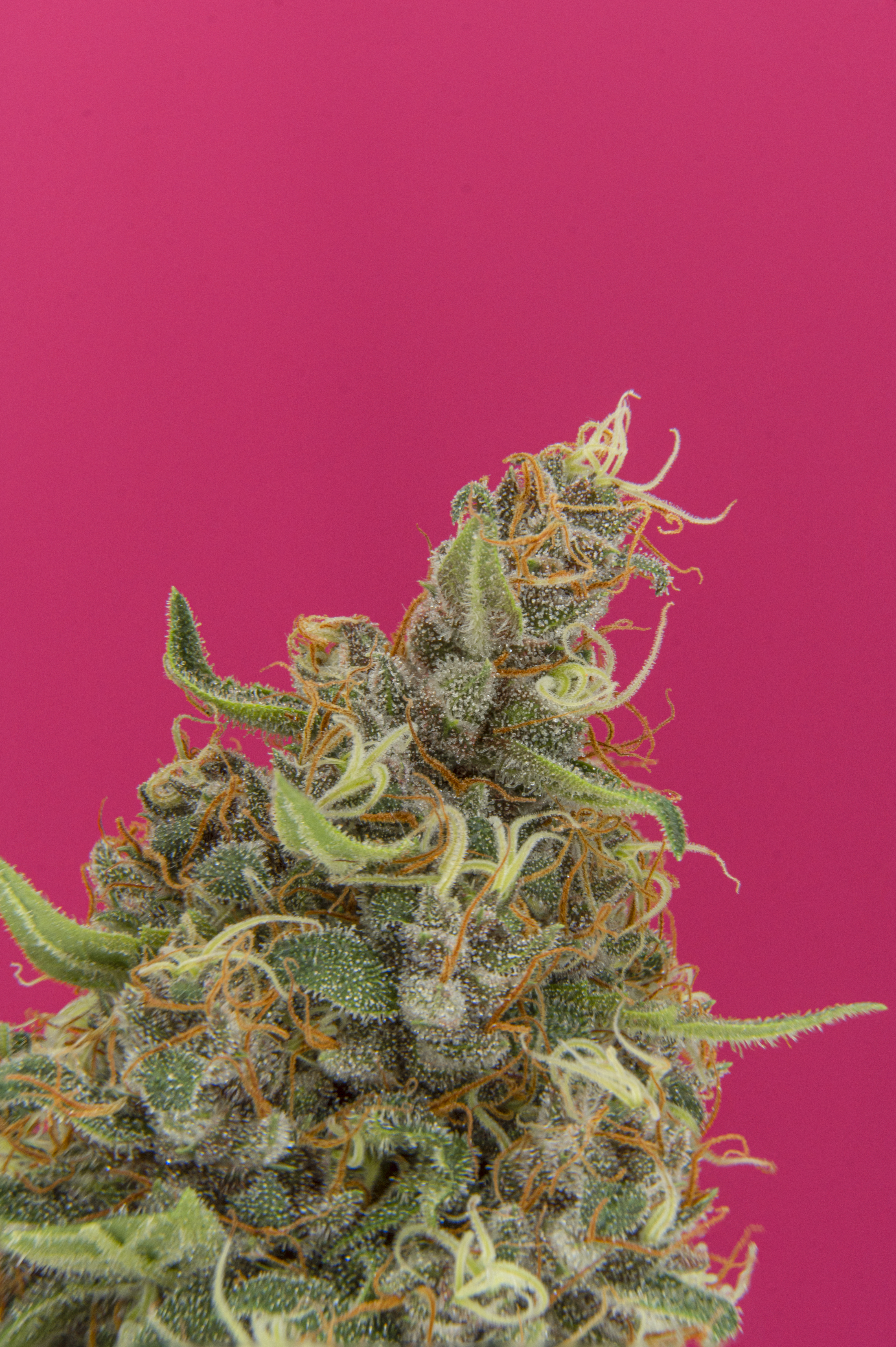 Las mejores recetas cannabicas