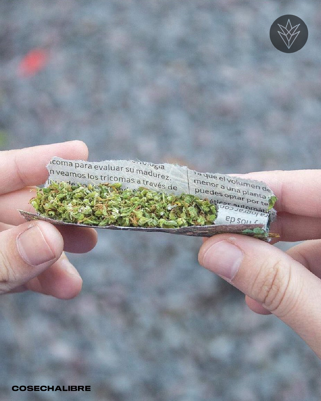 Las 5 variedades de marihuana más populares en Italia