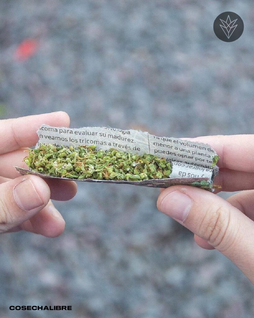 Si consumes cannabis y te han pedido una prueba de detección de drogas, es probable que te pregunte cuanto dura la marihuana en sangre y en la orina.