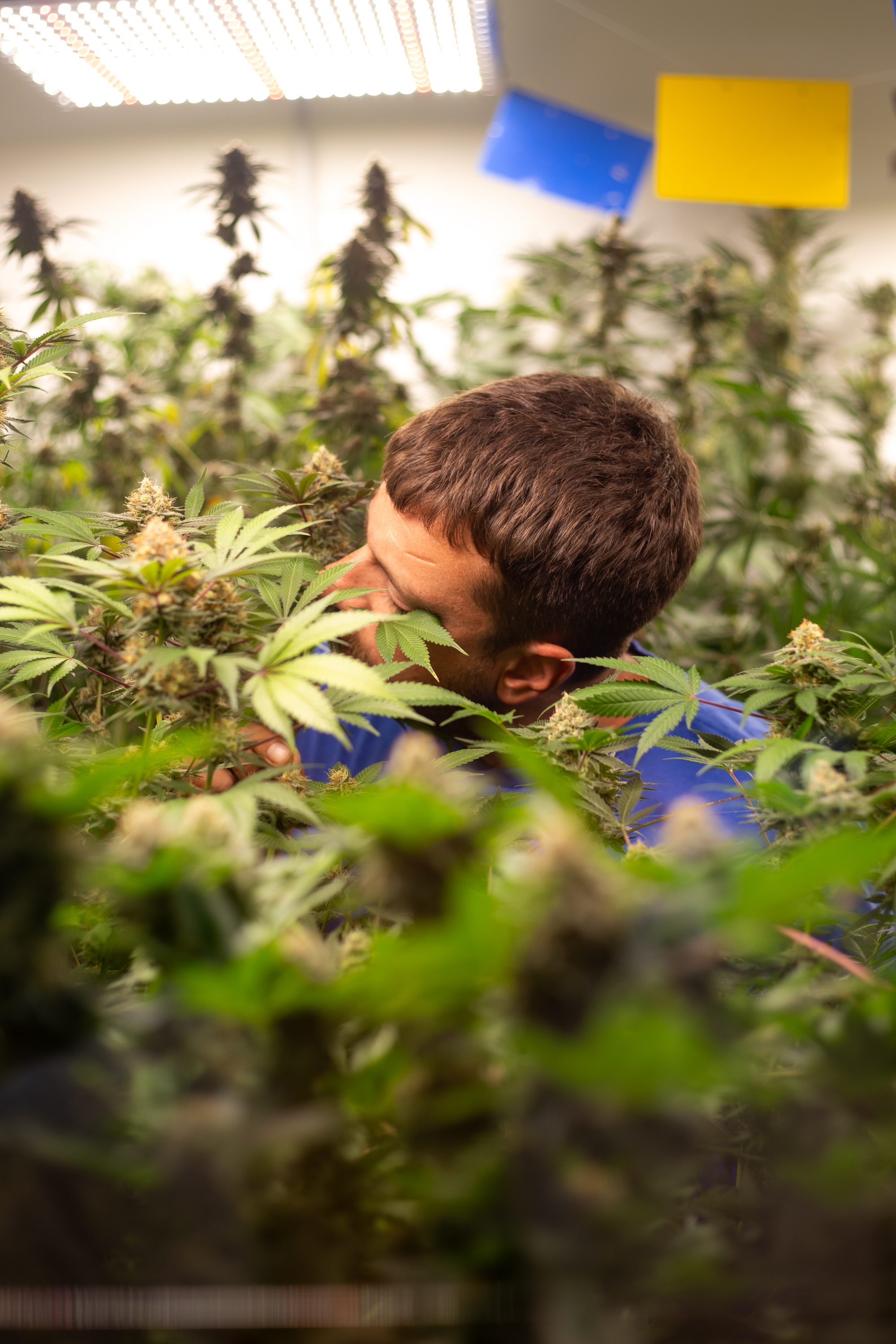 ¿Qué tipo de marihuana sirve para relajarse?