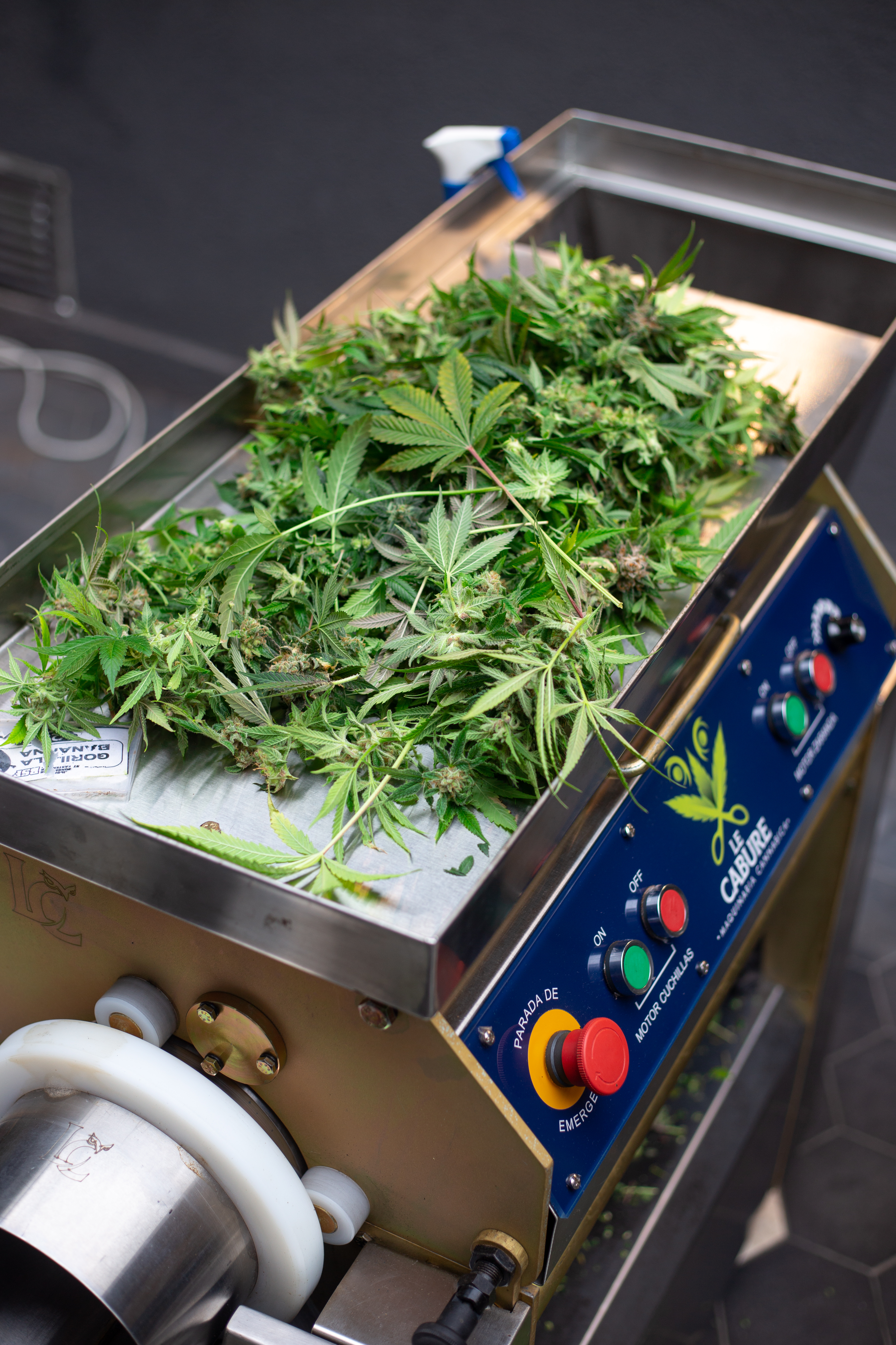 ¿Cómo influye la industria del cannabis en el cambio climático?
