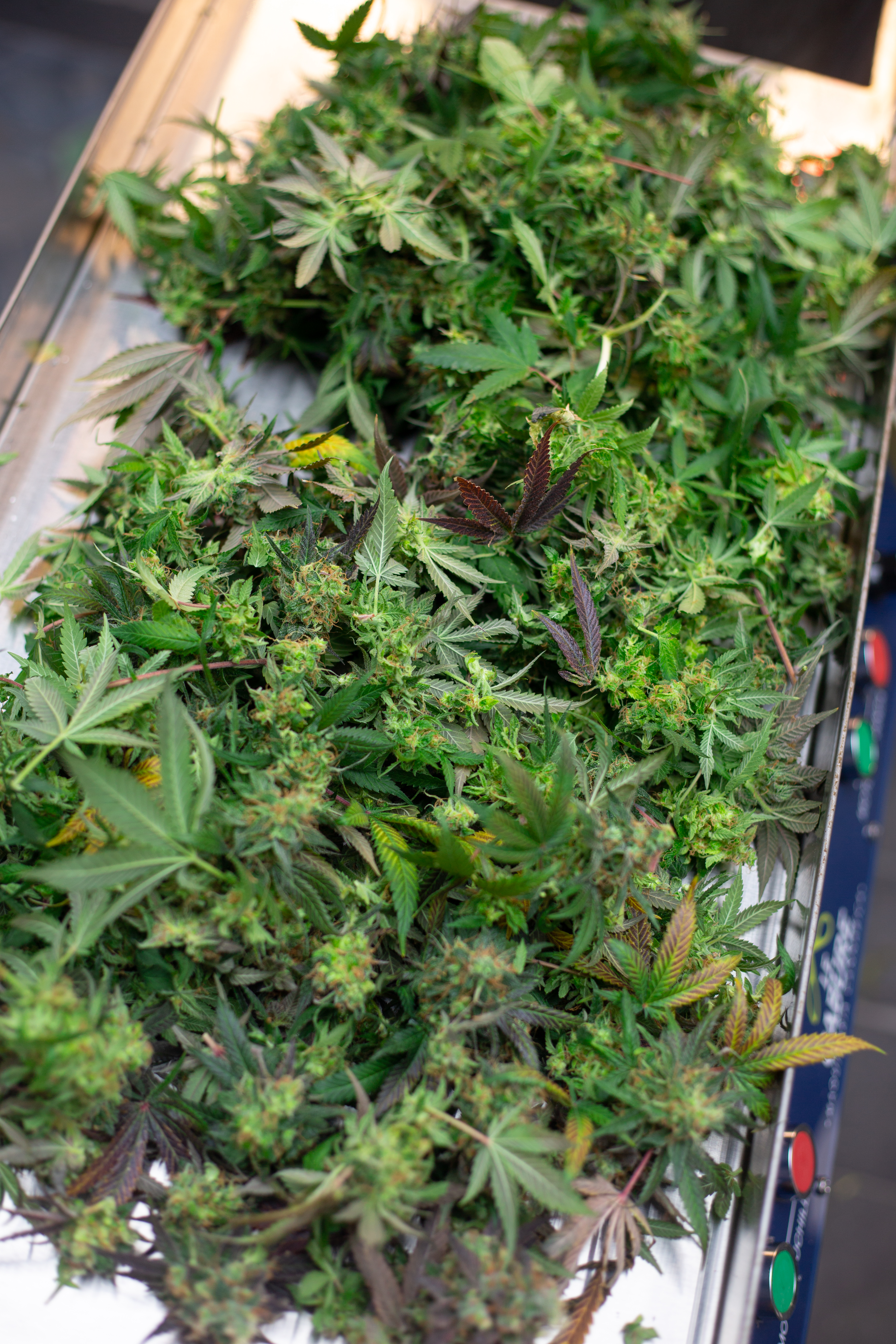 ¿Que no debes combinar con marihuana?