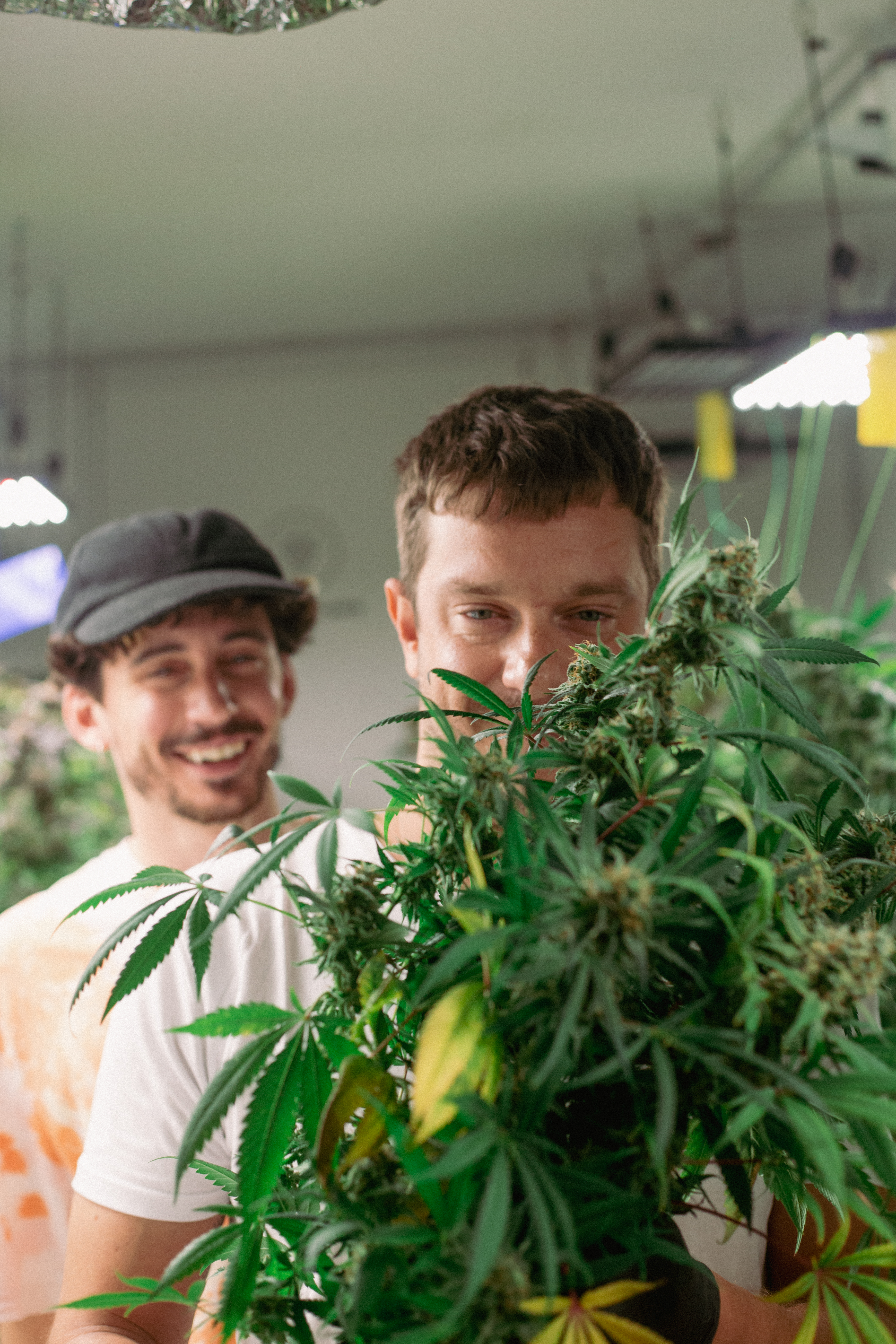 ¿Qué caracteriza a las genéticas de marihuana Quick y cómo se diferencian de otras variedades?