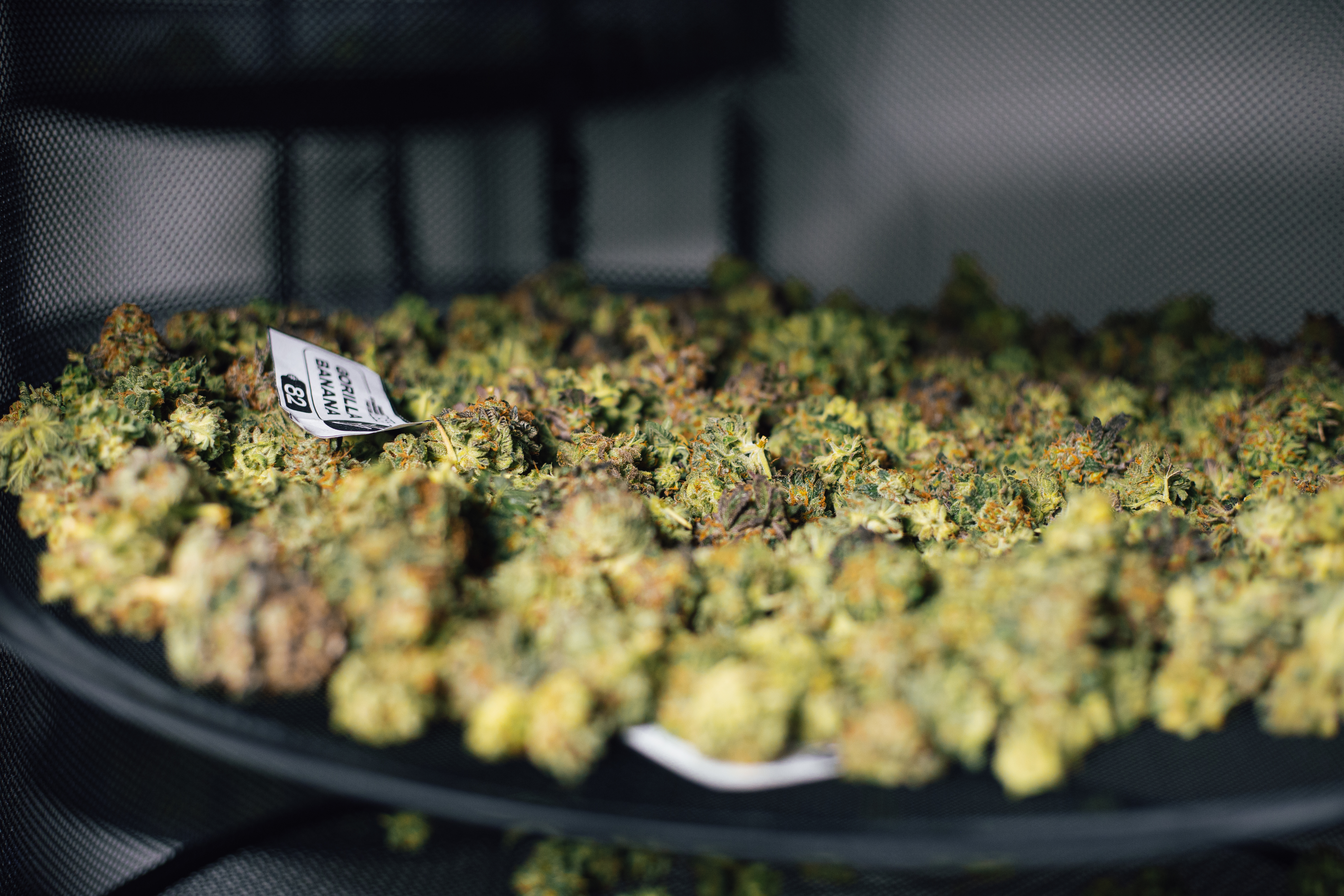 ¿Cómo se hacen los cannabinoides sintéticos?