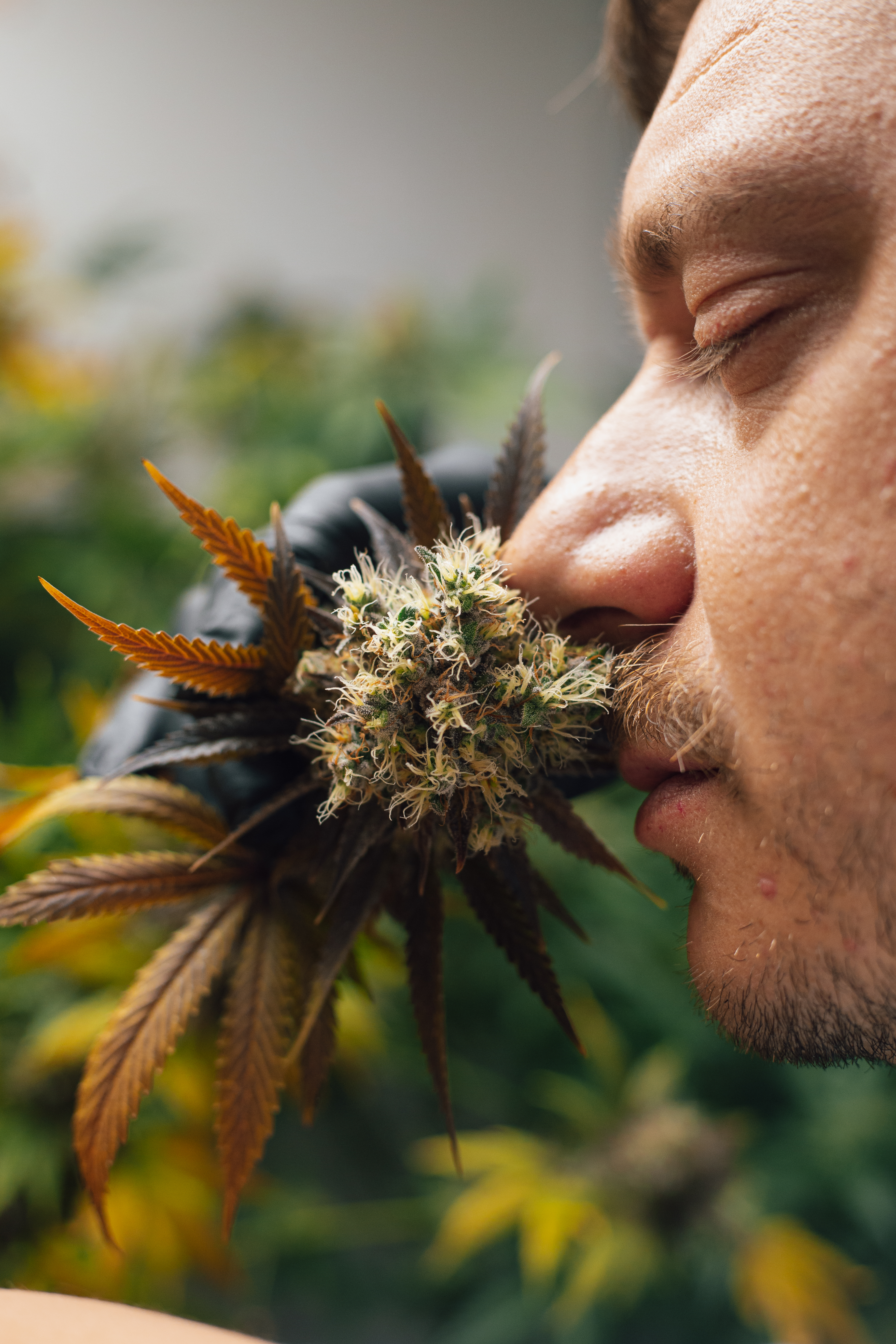 ¿Cuales son los efectos psicoactivos de la marihuana?