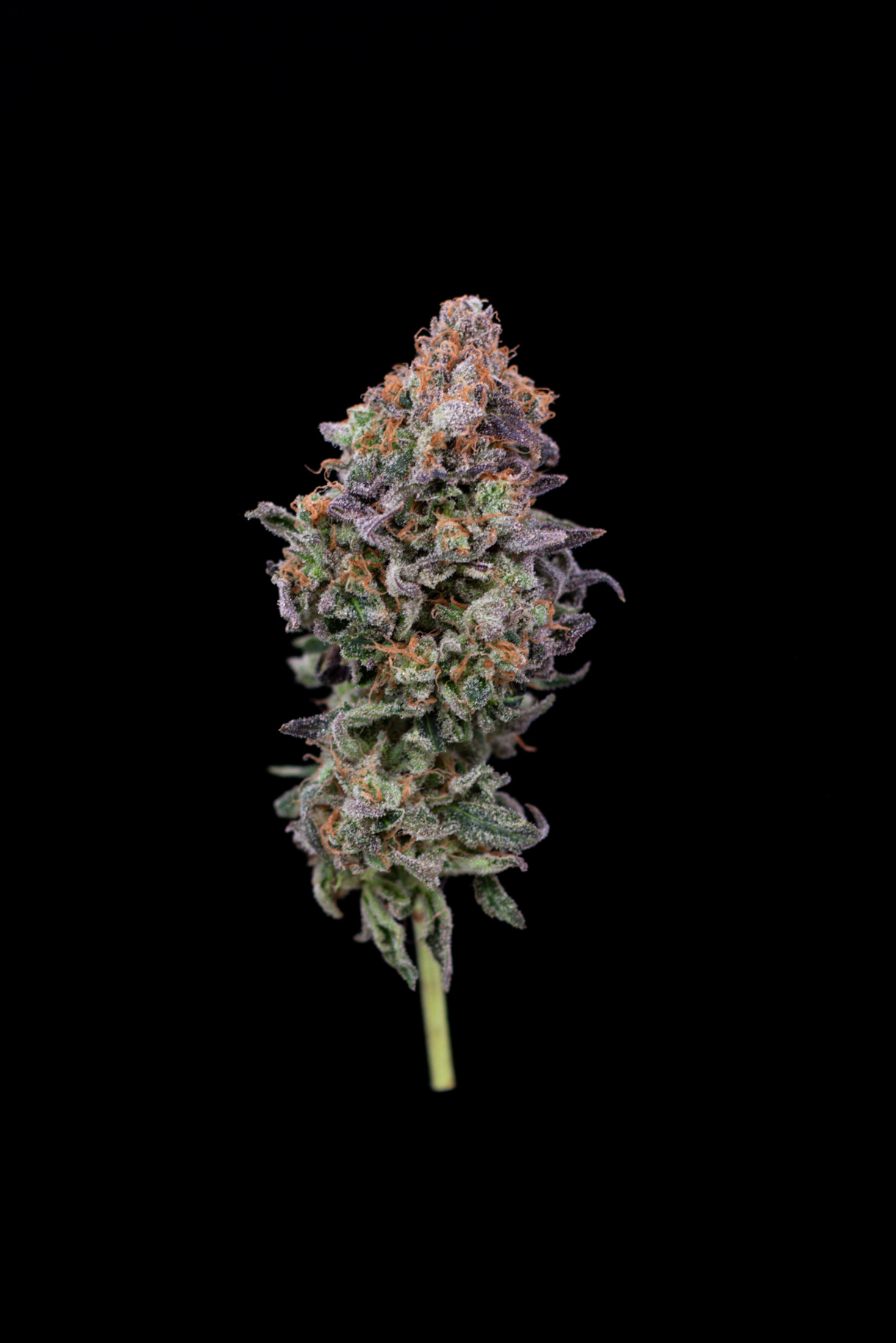 Cómo es el olor a porro? Qué olor tiene el porro?