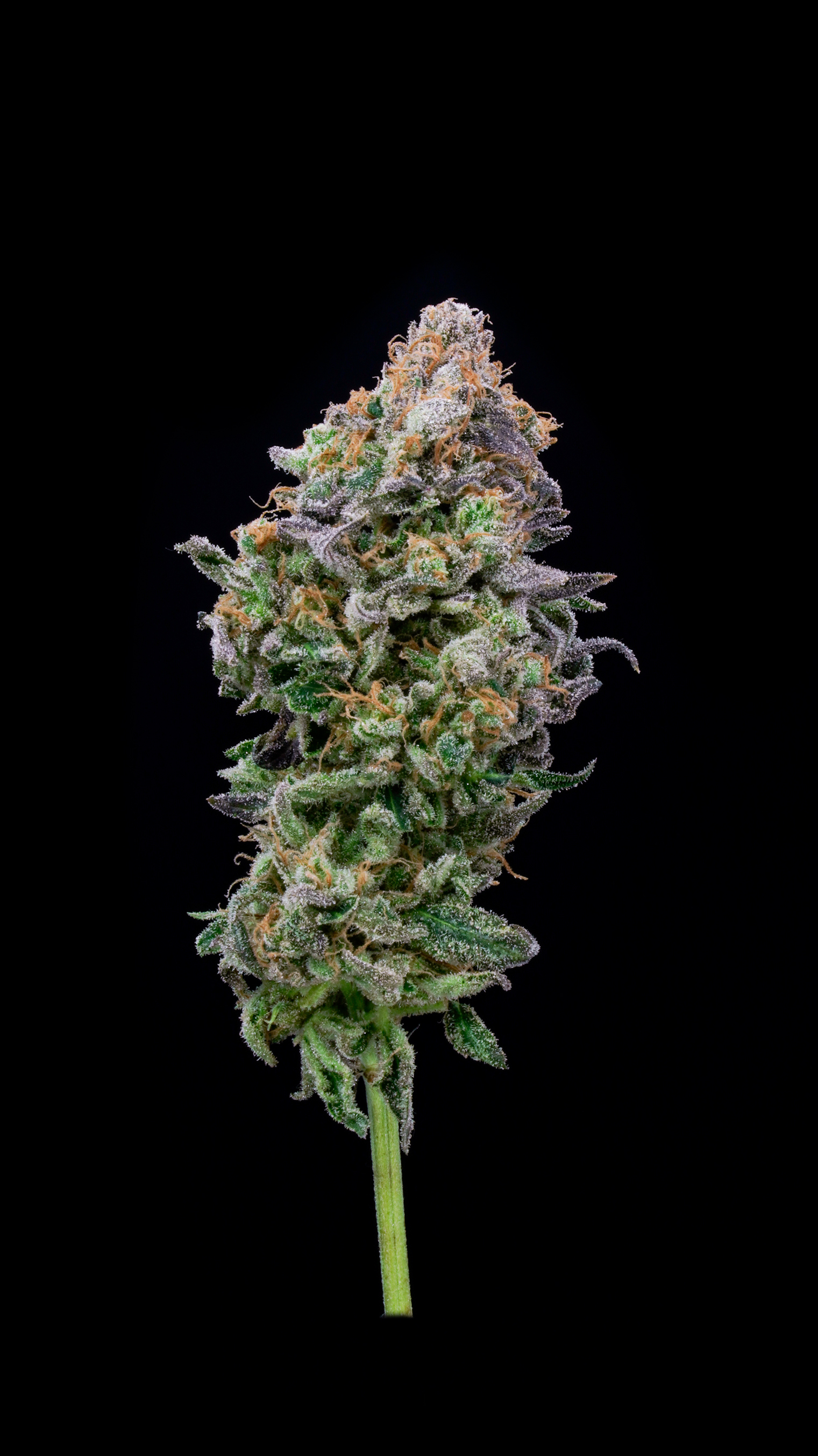 ¿Puedo combinar el yoga con la marihuana?