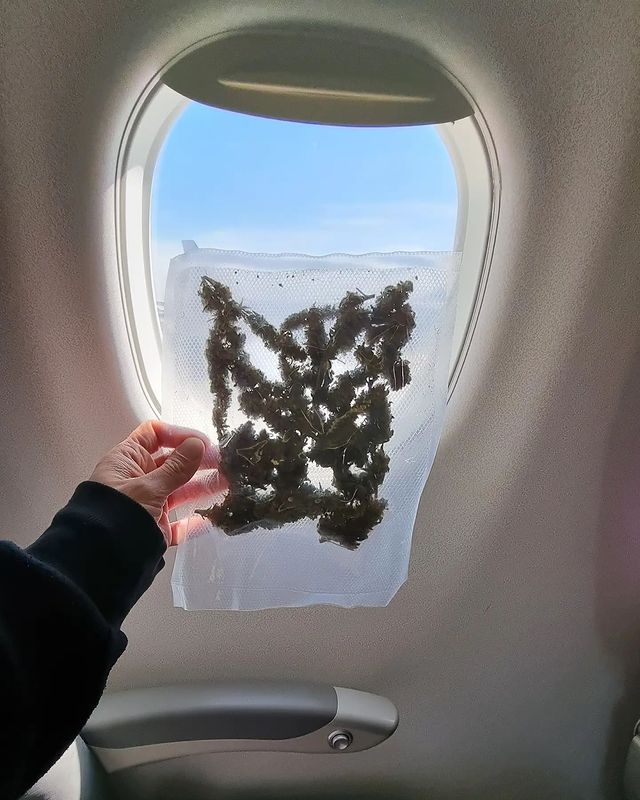 ✈️ Viajar en avión con cannabis por Argentina