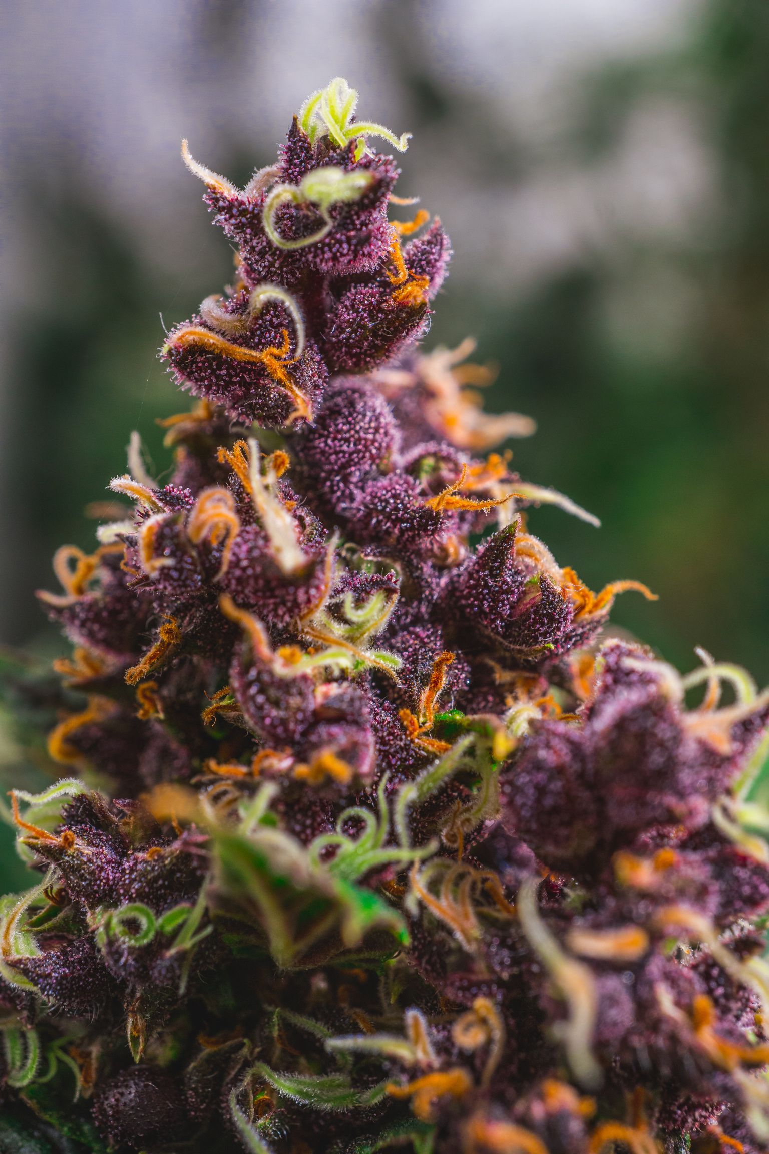 Finalistas de la copa Cannabica digital 2018