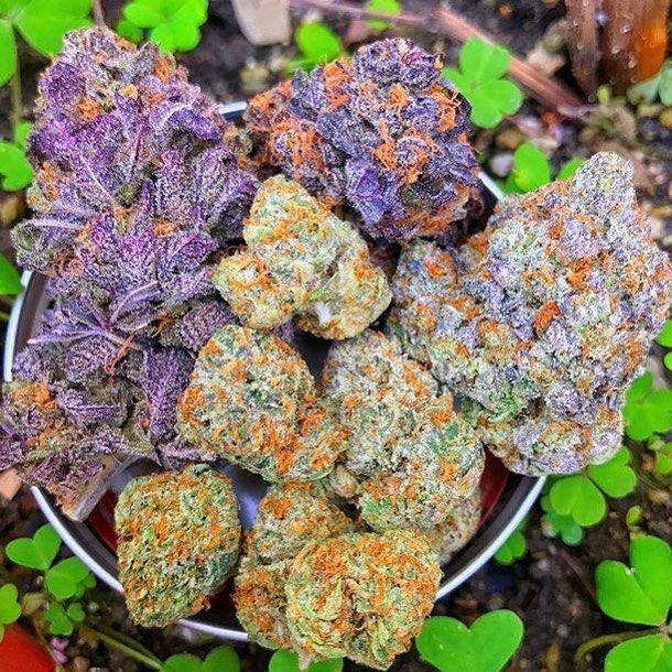 ¿Cómo planificar un cultivo de cannabis en interior?