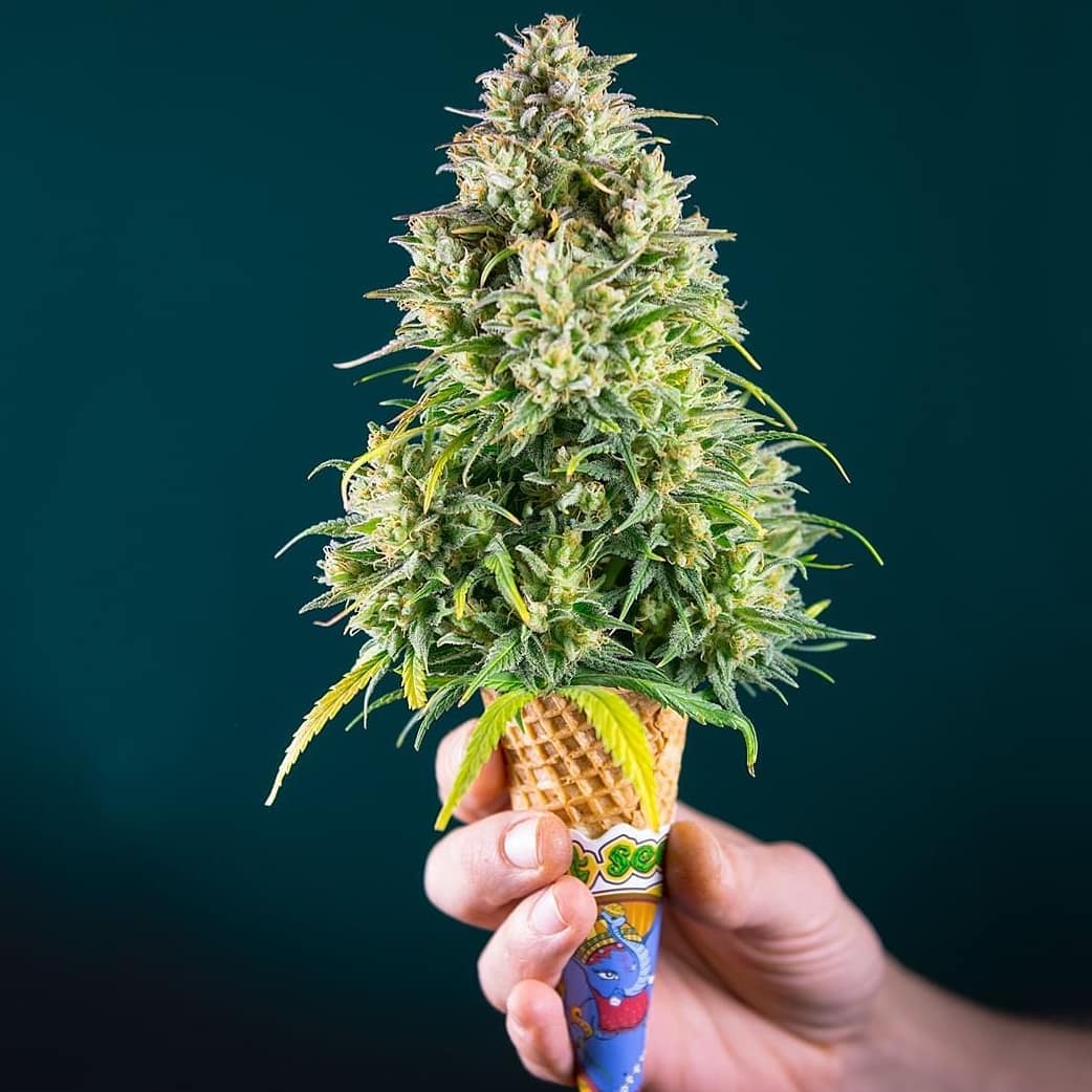 Growshops: qué son y cuándo empezaron?