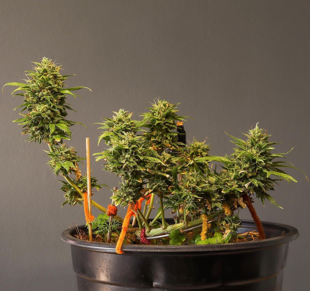 Plantulas: Cuidado y transplante