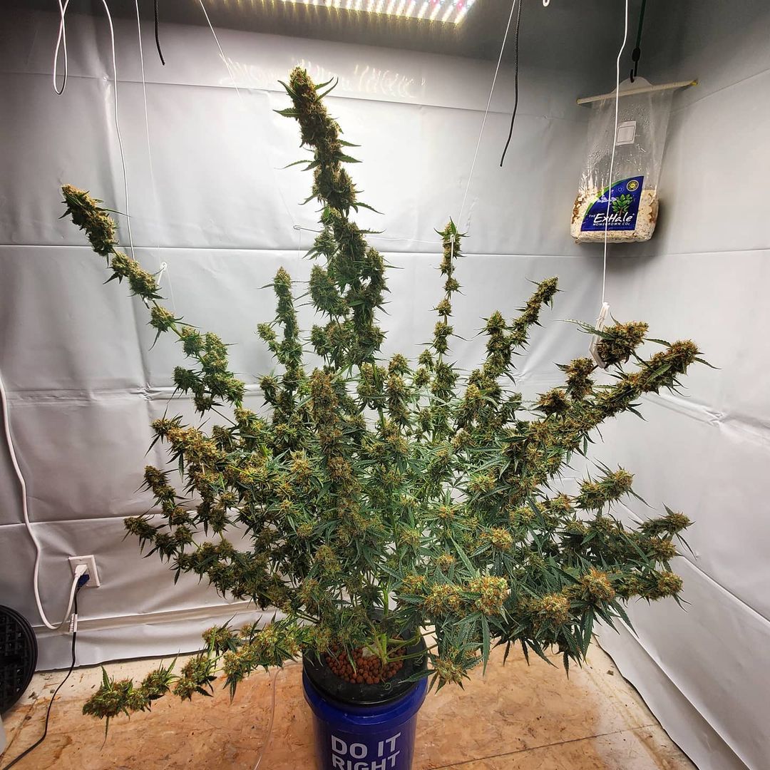 LED vs. HPS