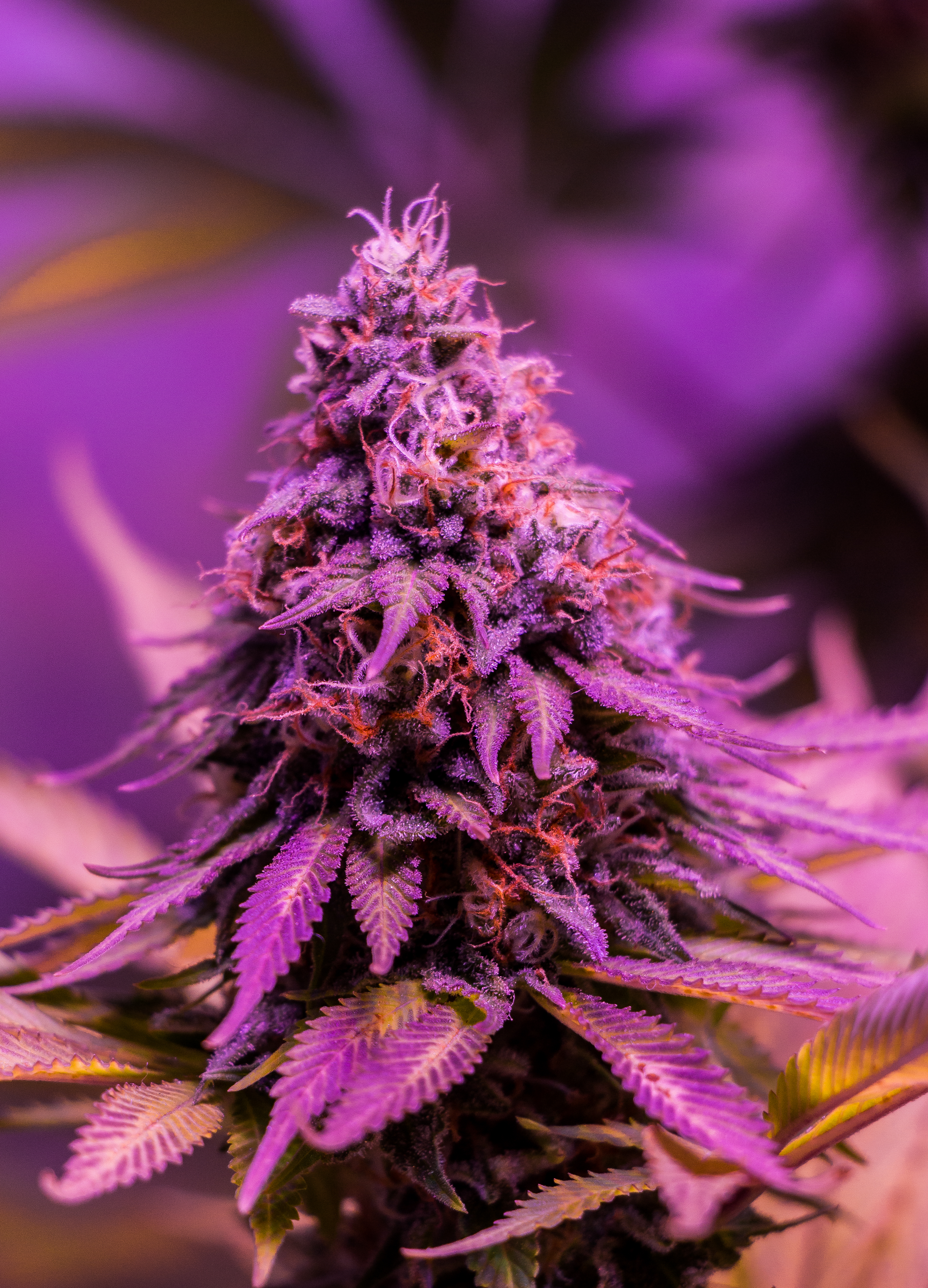 Luz UV para aumentar el THC