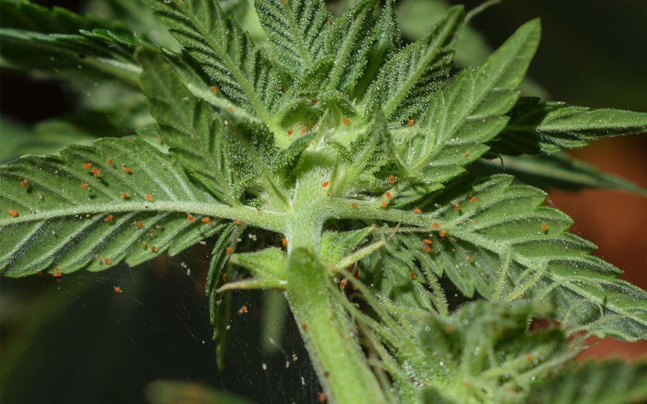 Estrategias para controlar la araña roja en cultivos de marihuana