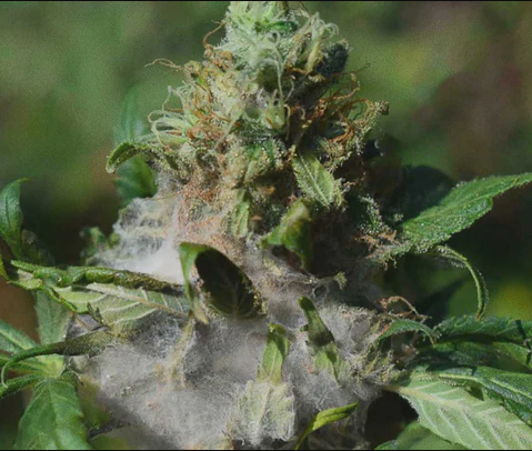 Botrytis