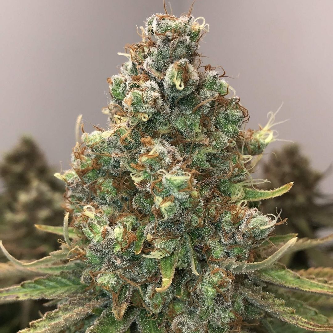 Cannabinoides podrían prevenir el COVID-19