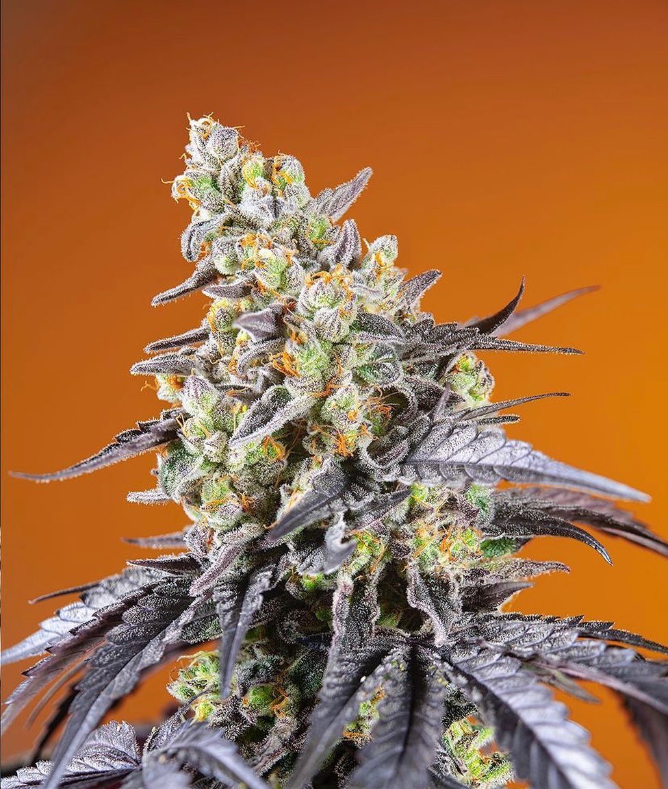 Guía para elegir la variedad de marihuana perfecta para vos