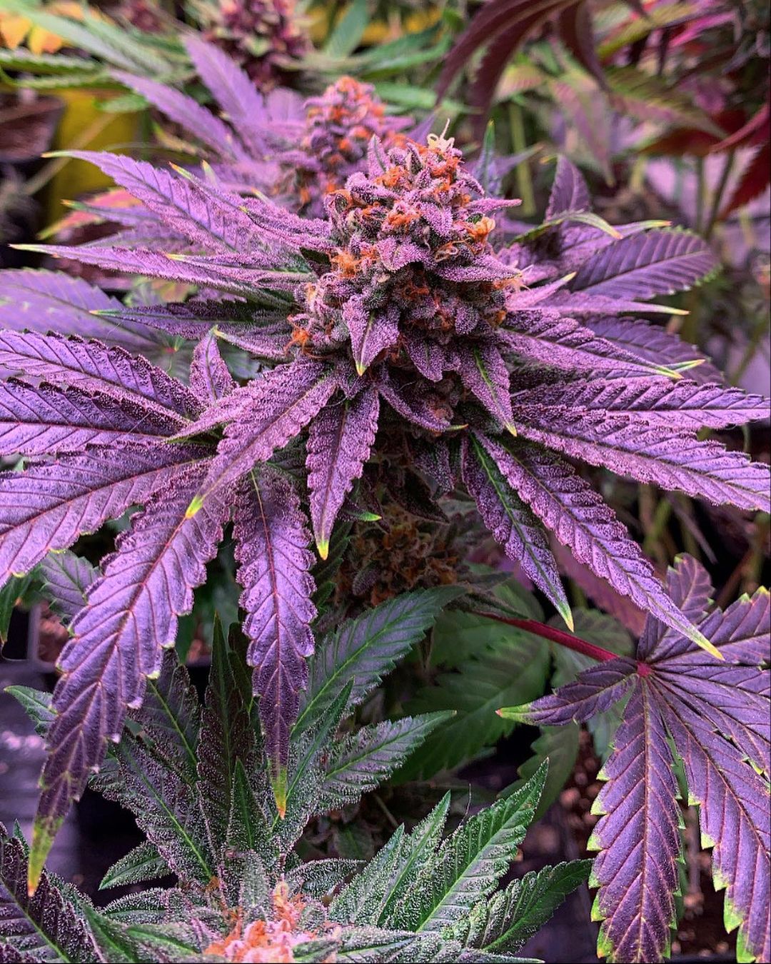 Una nueva forma de viajar: La Nitro Haze de BSF SEEDS
