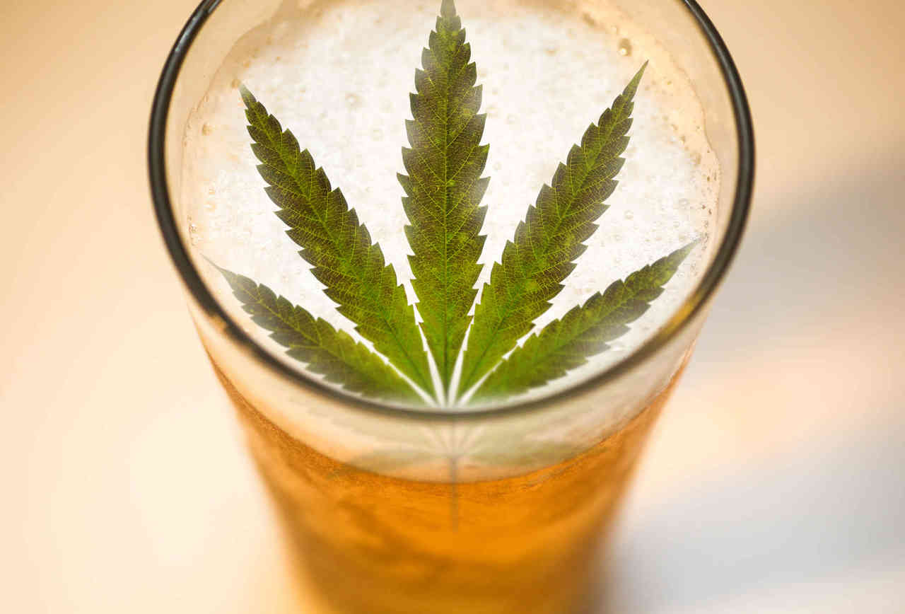 ¿Qué tienen en común la cerveza y cannabis?