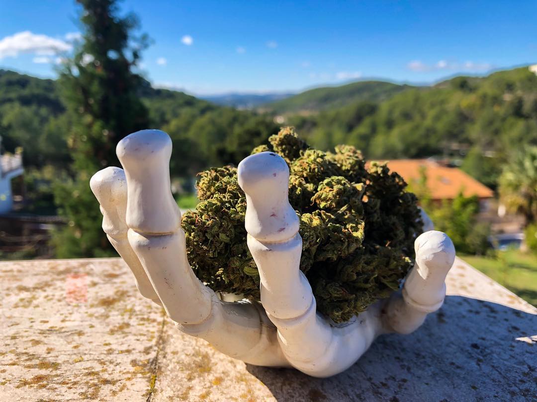 Pestes en plantas de marihuana