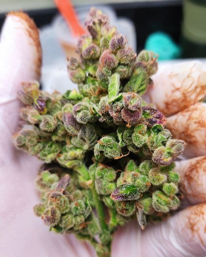 Cannabis para el cuidado de la piel