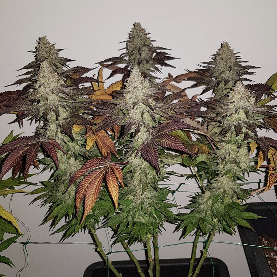 ¿Qué son las semillas de cannabis F1, F2?