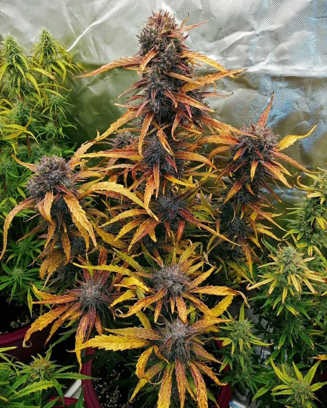 ¿Qué significa que una planta sea feminizada?