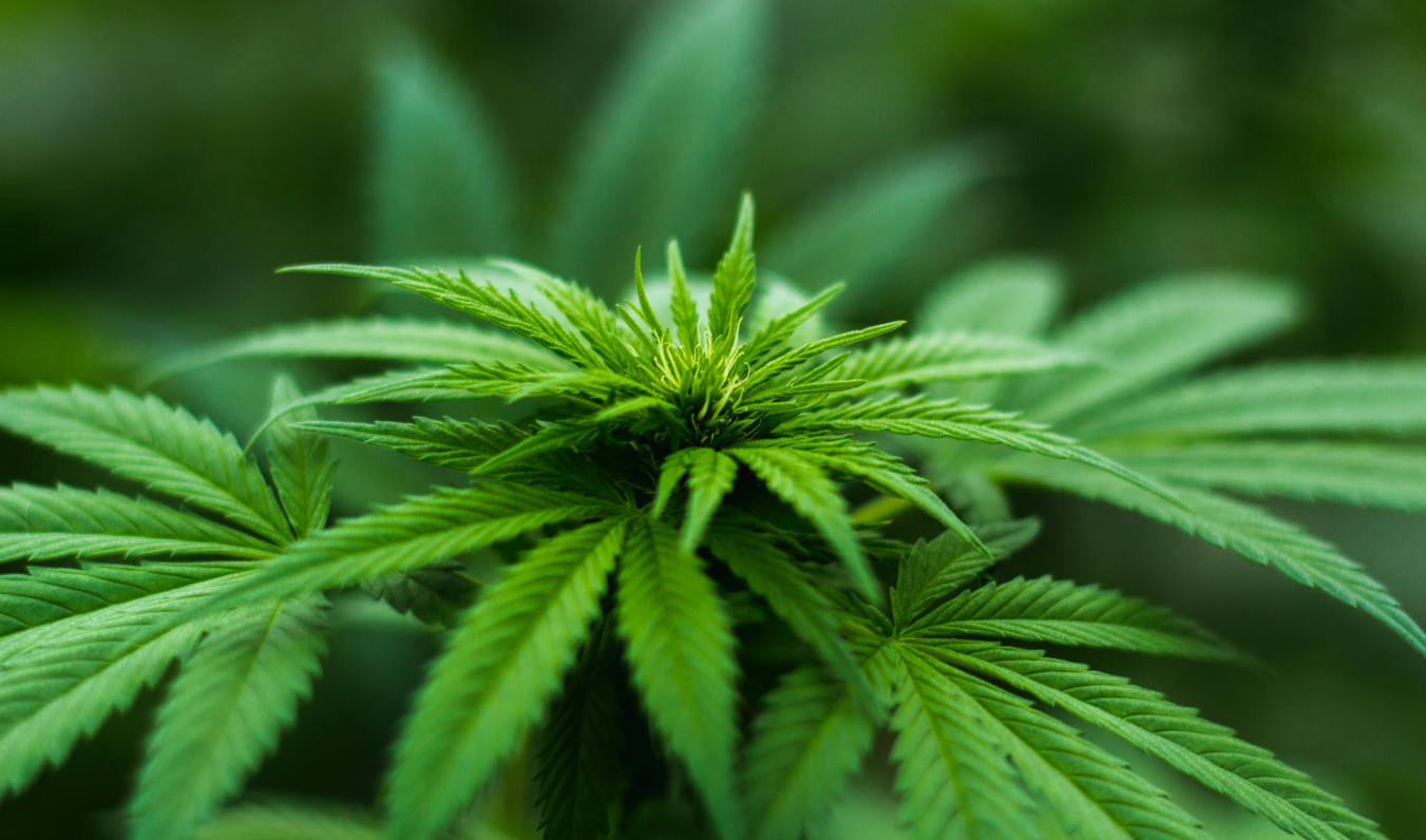 OG: ¿Qué significa en el mundo cannabico?