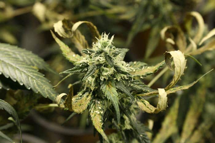 Tipos de hongos de humedad en cannabis