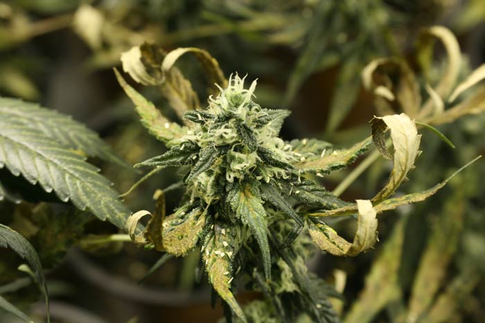 ¿Cómo combatir el fusarium en las plantas de cannabis?