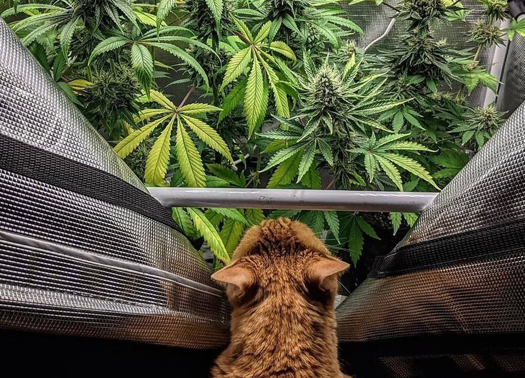 CBD y mascotas
