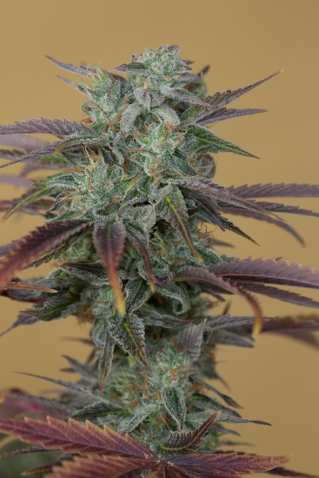 Critical