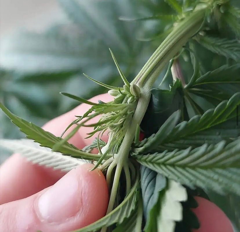 ¿Qué pasa si mi planta de cannabis es hermafrodita?