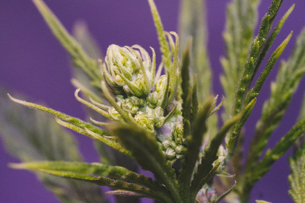 ¿Cómo aprovechar una planta hermafrodita?